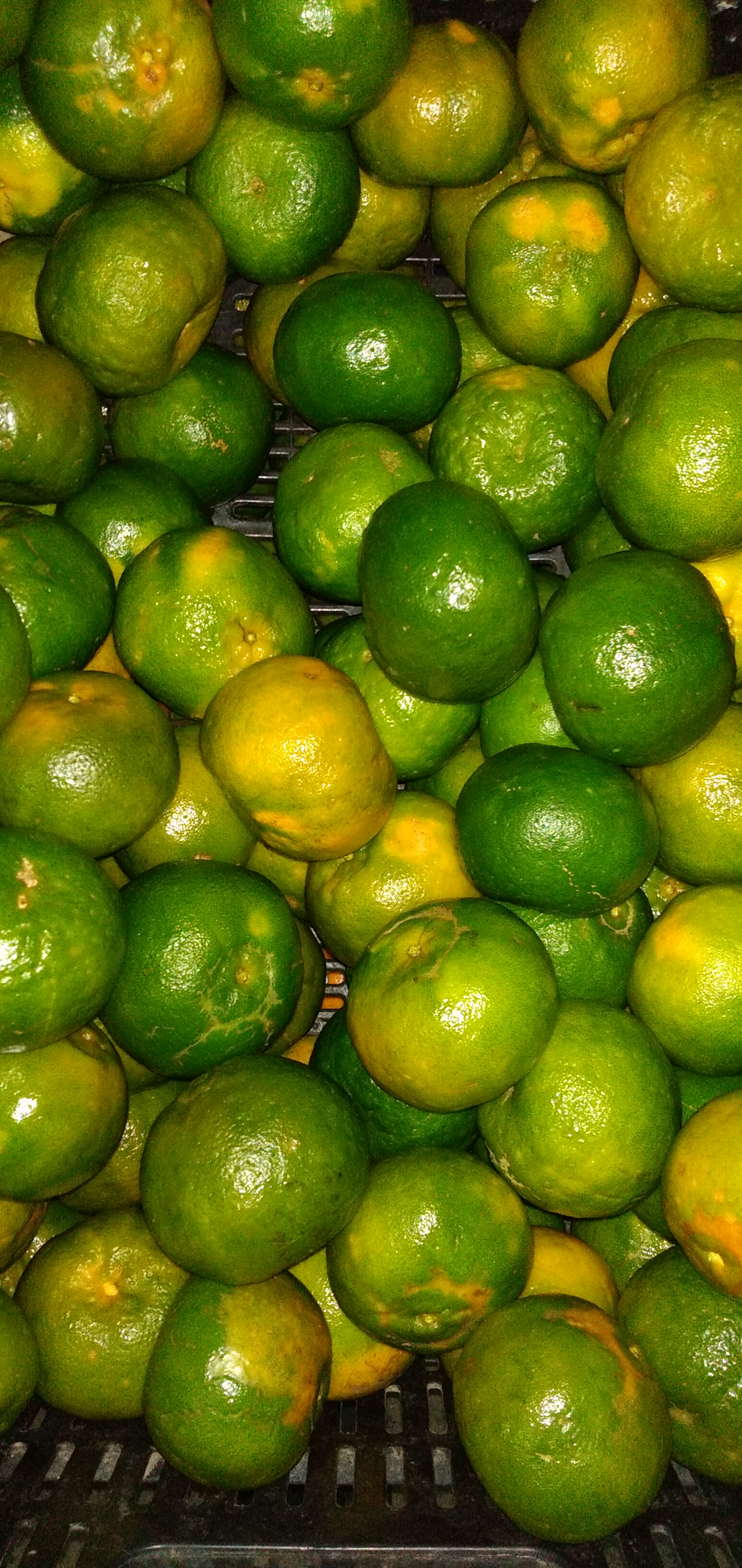 Mandarina