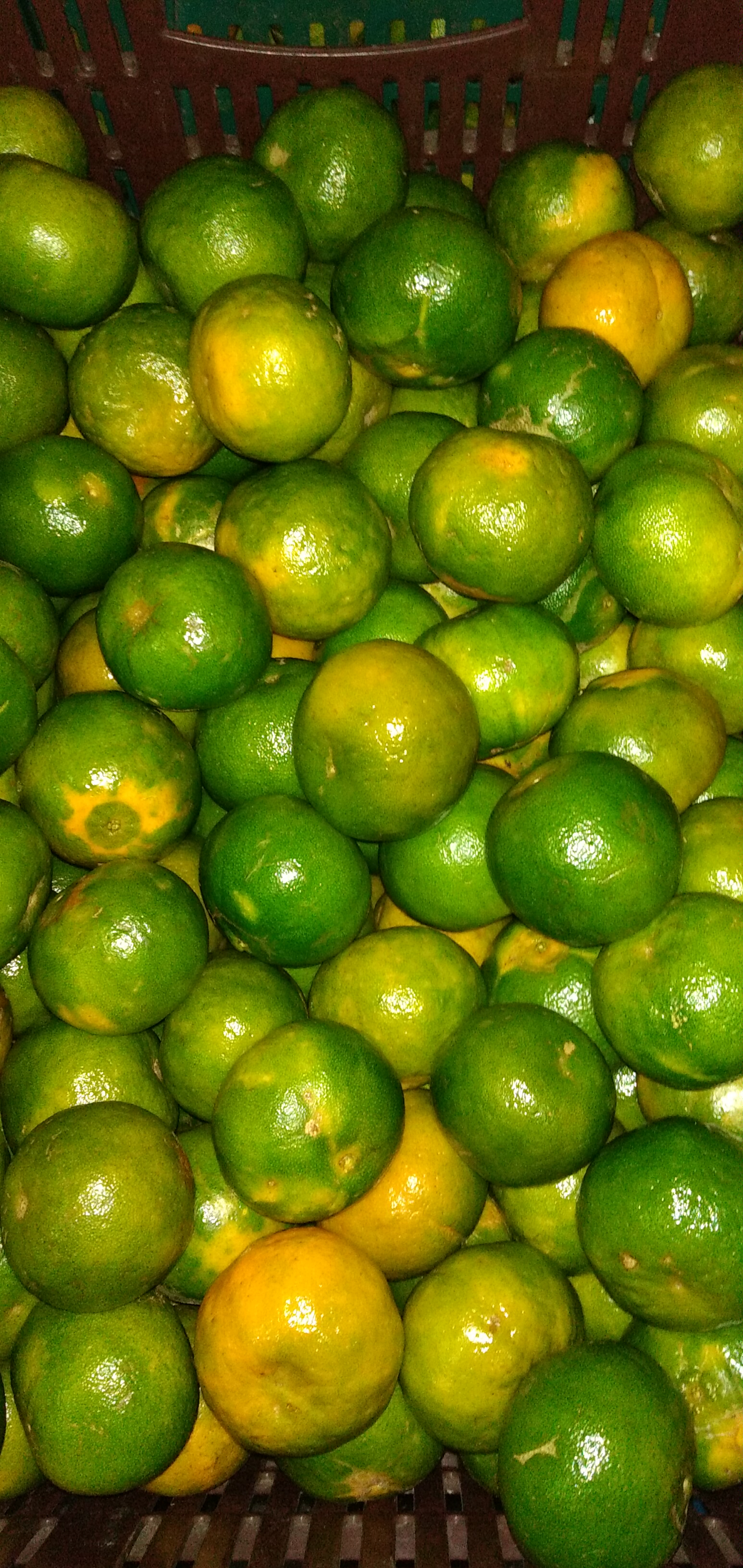 Mandarina segunda