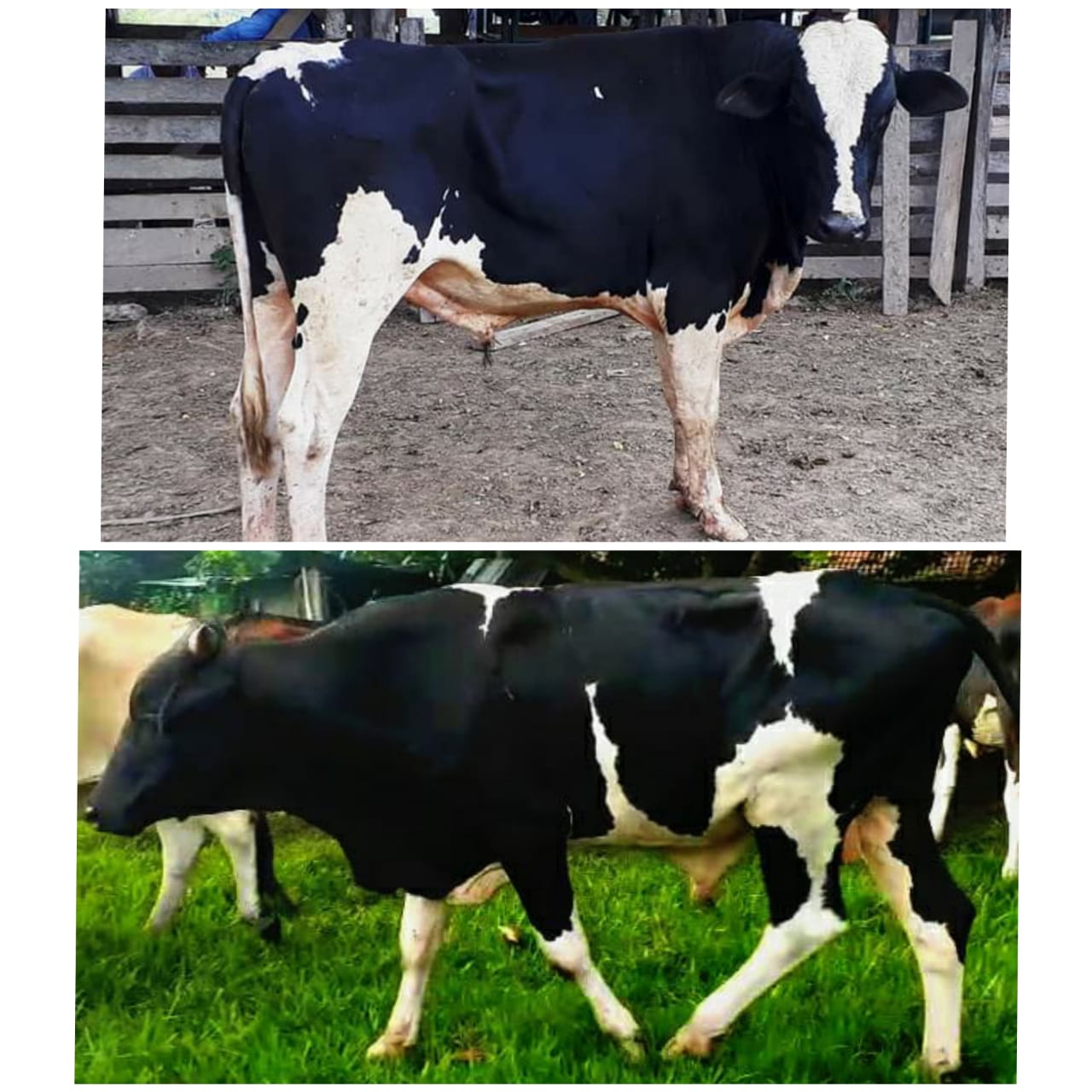 Toros Holstein /ganado