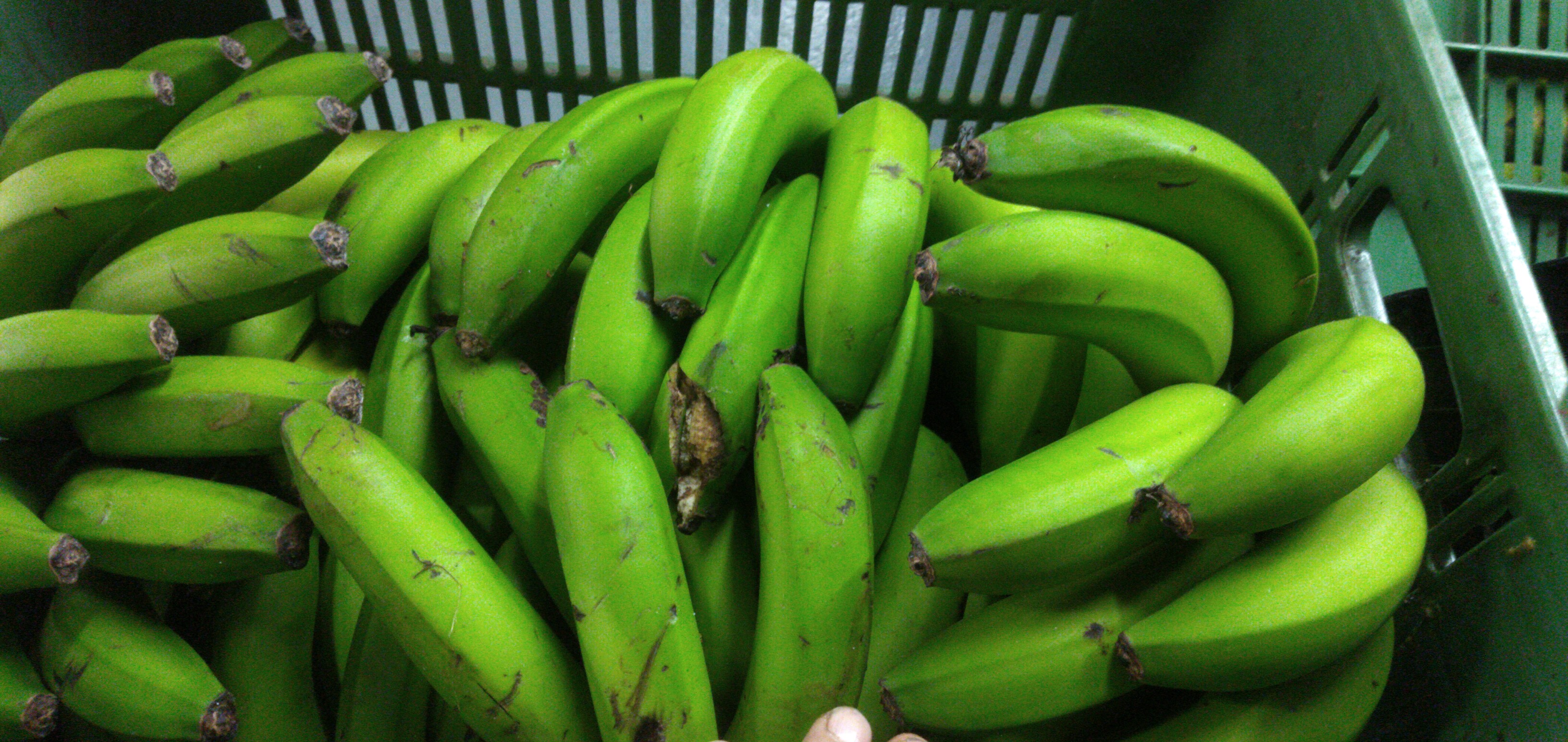 Banano criollo