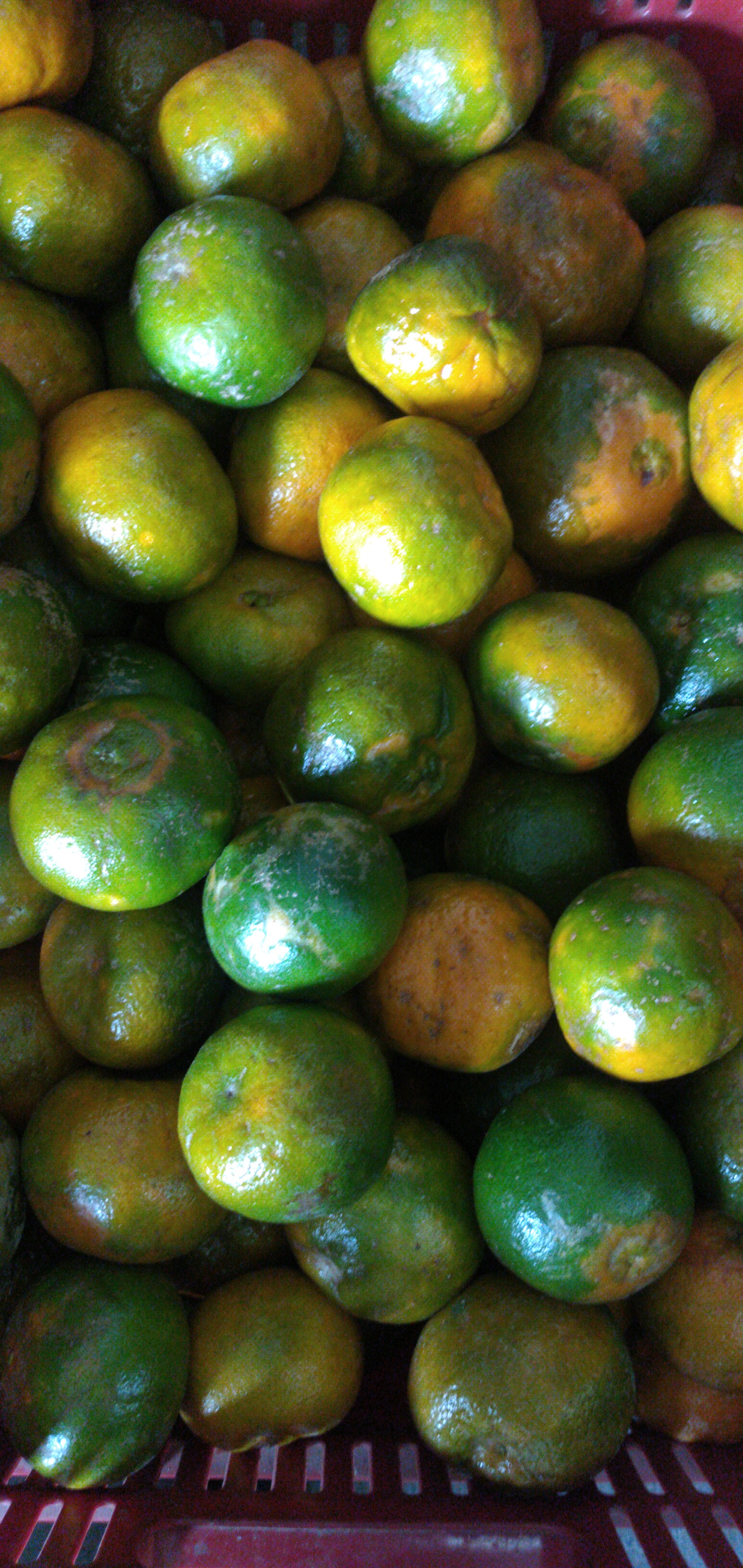 Mandarina oneca primera
