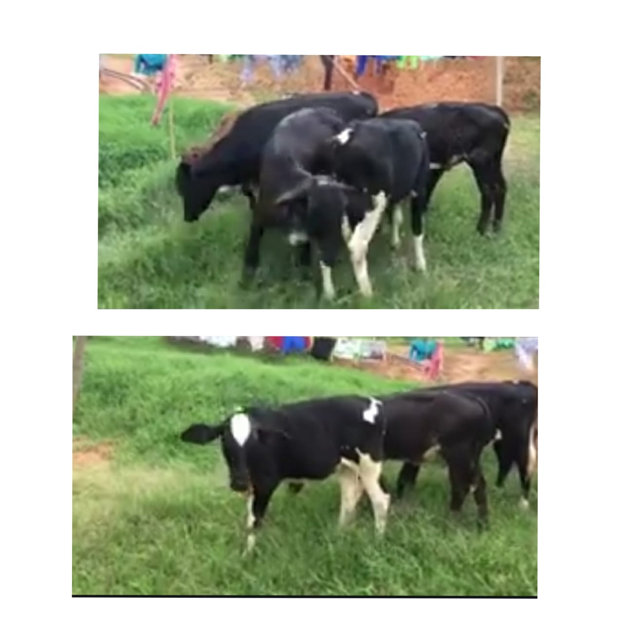 Terneras Holstein 8 a 9 meses /ganadería lote completo