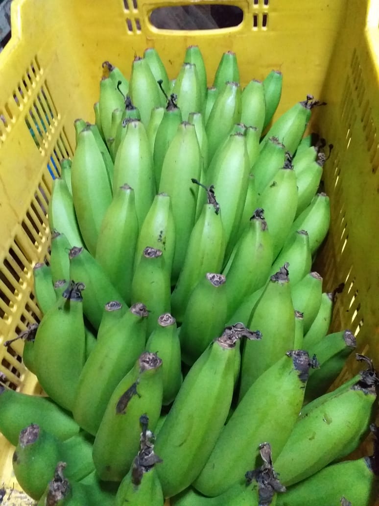 Banano criollo