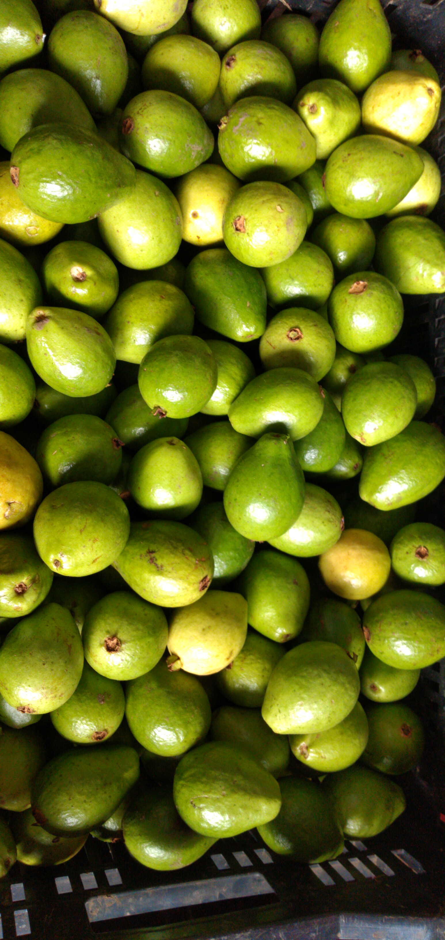 Guayaba pera segunda
