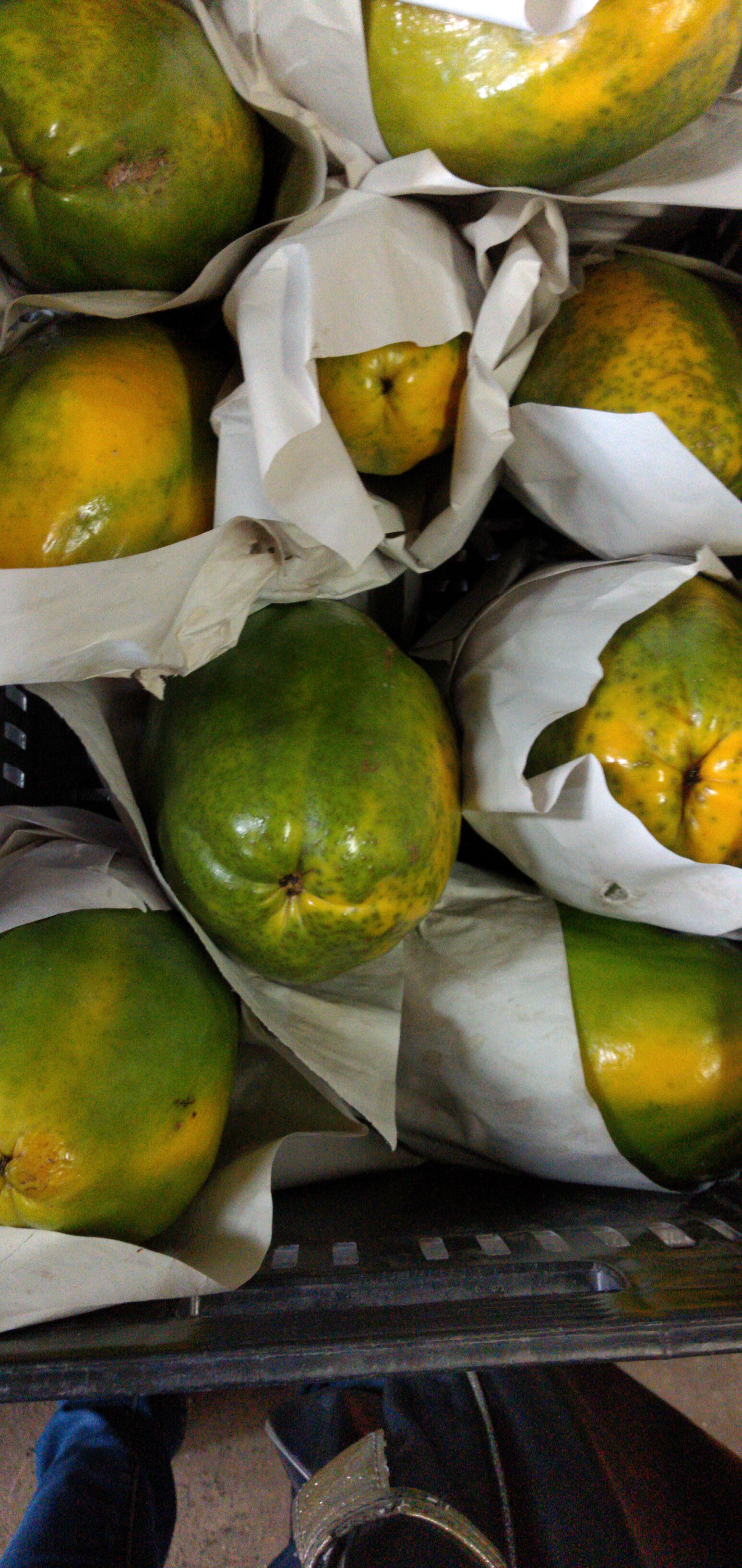 Papaya maradol