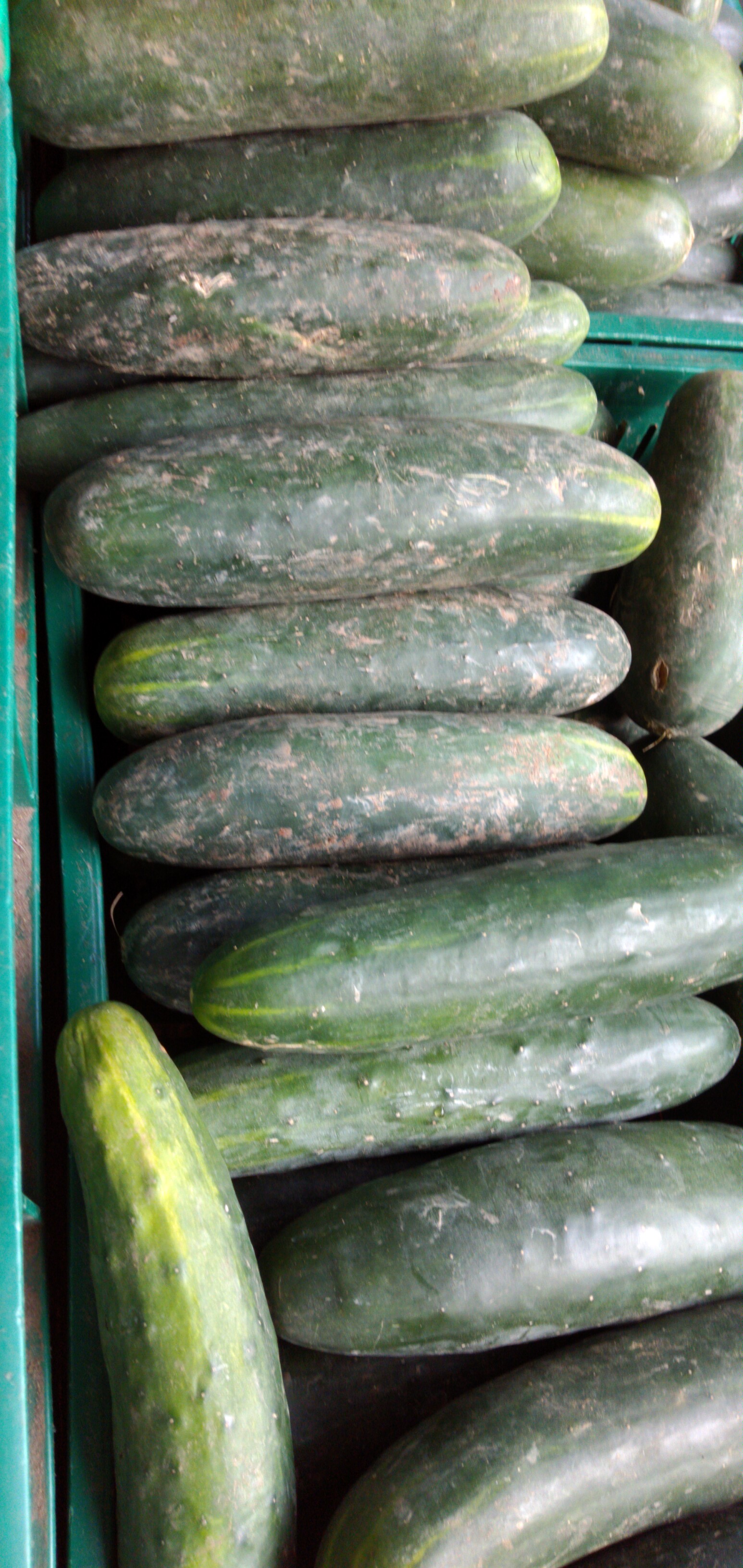 Pepino