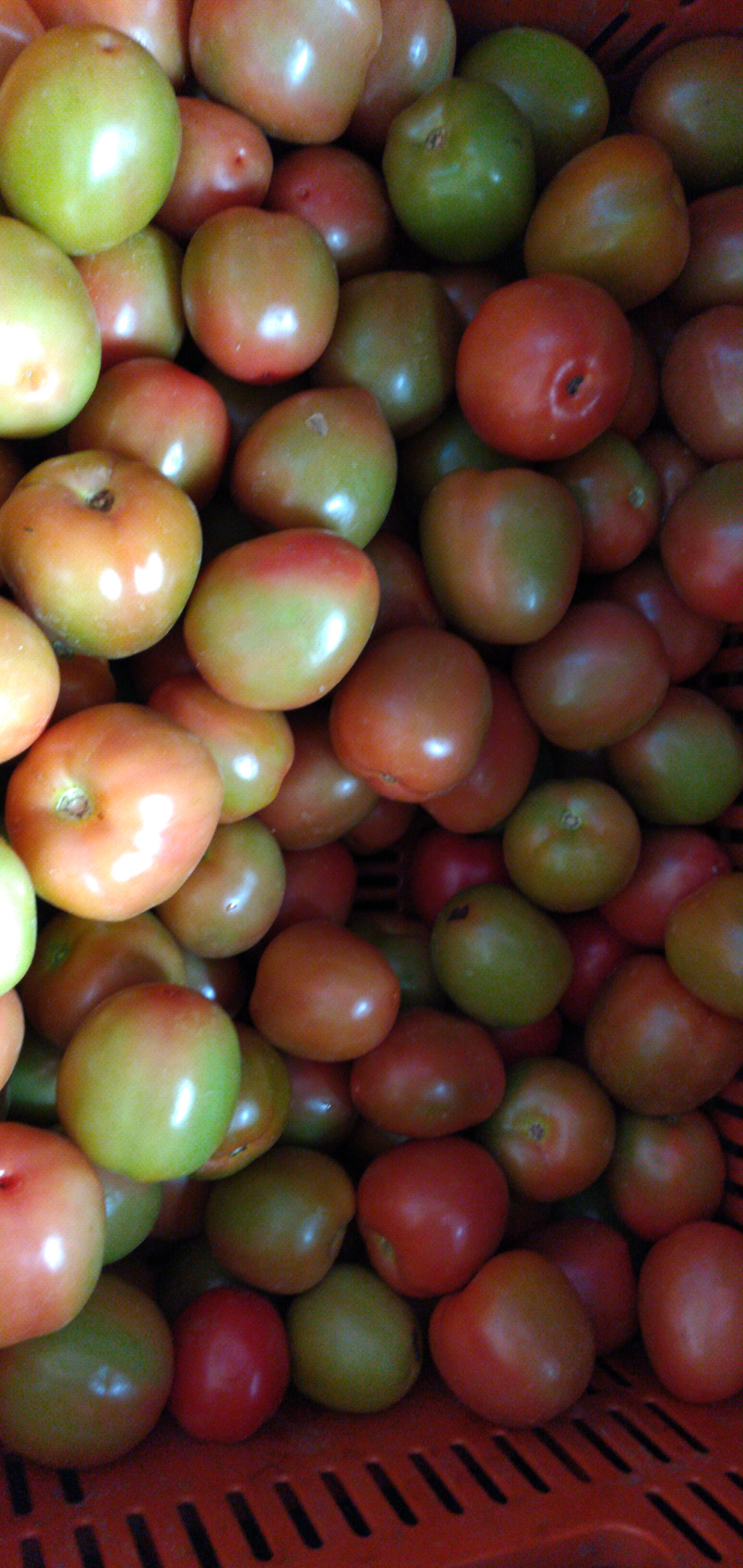 Tomate chonto