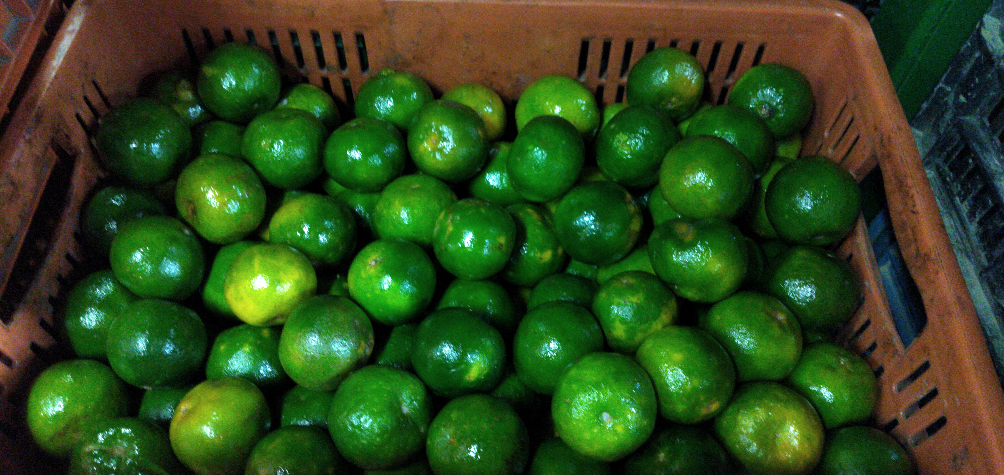 Mandarina segunda