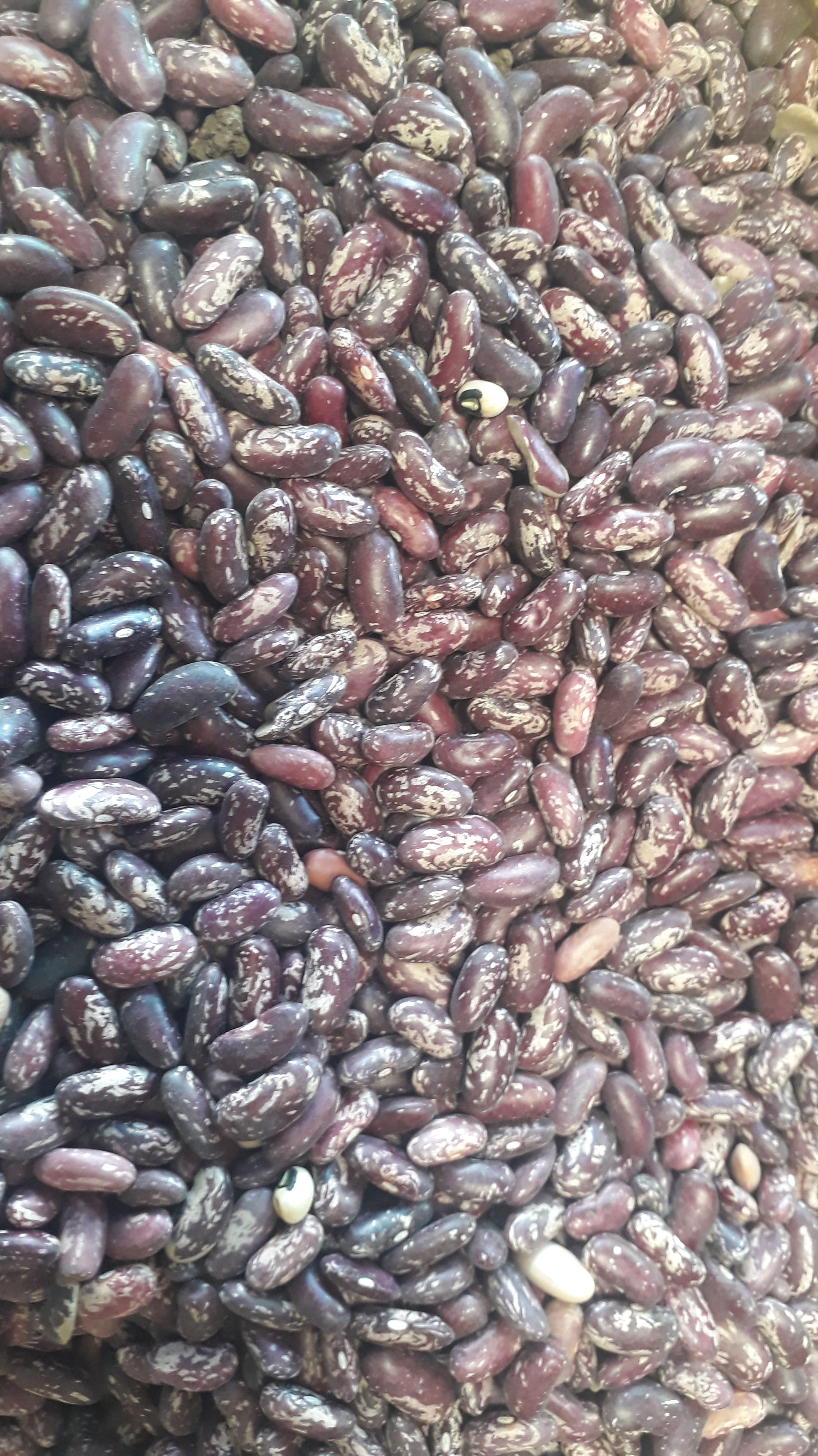 Frijol calima
