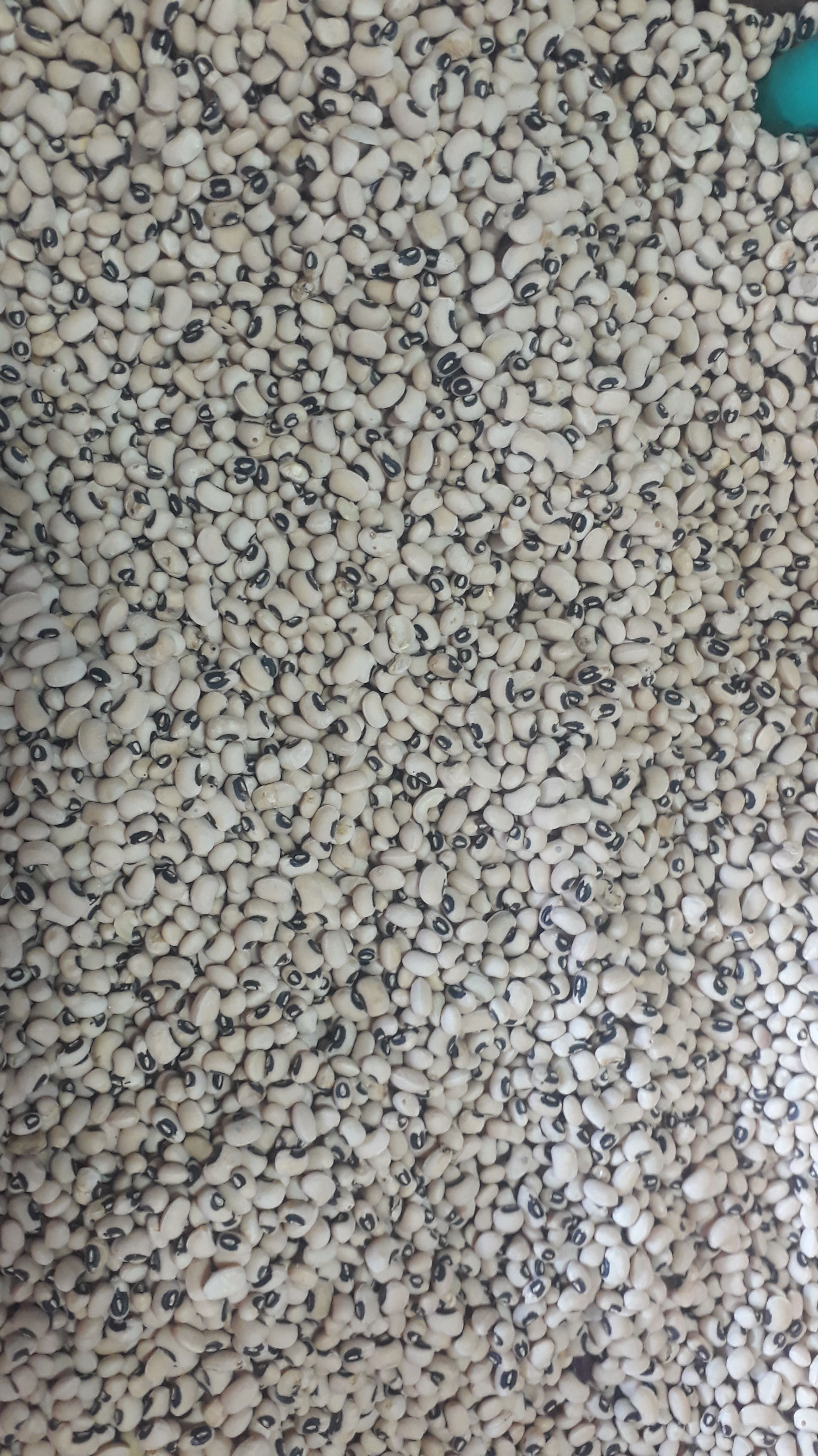 Semilla de frijol cabecita negra