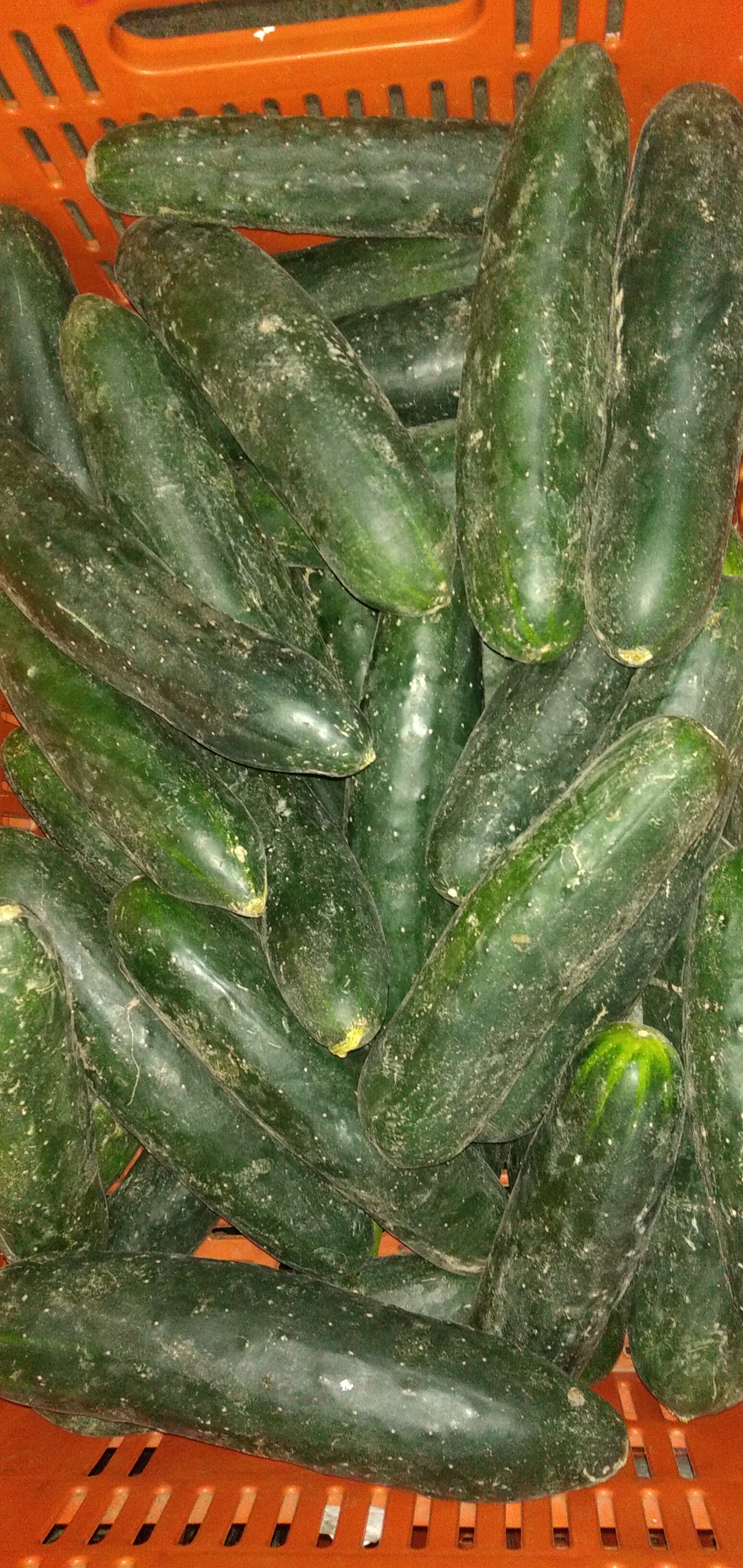 Pepino