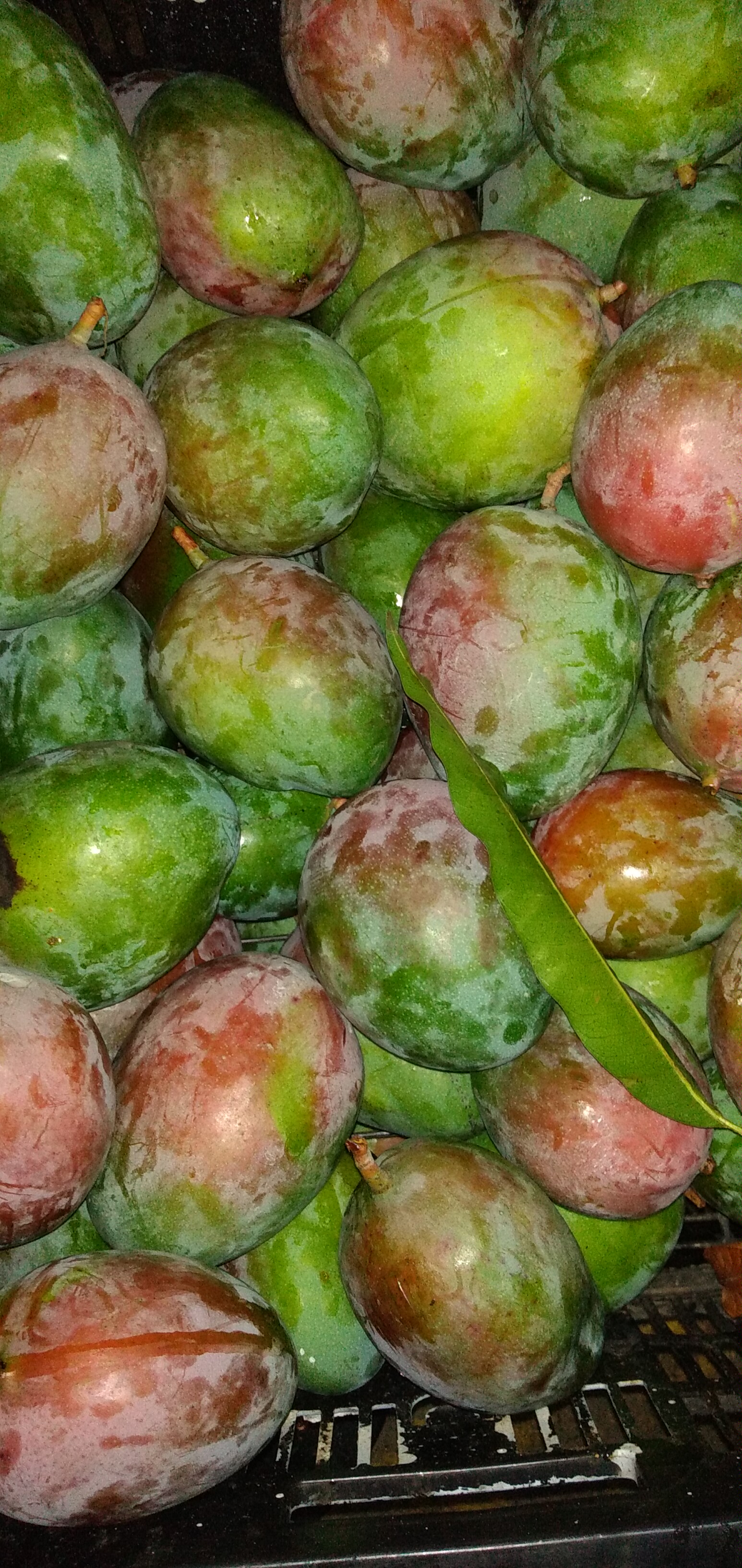 Mango farchi