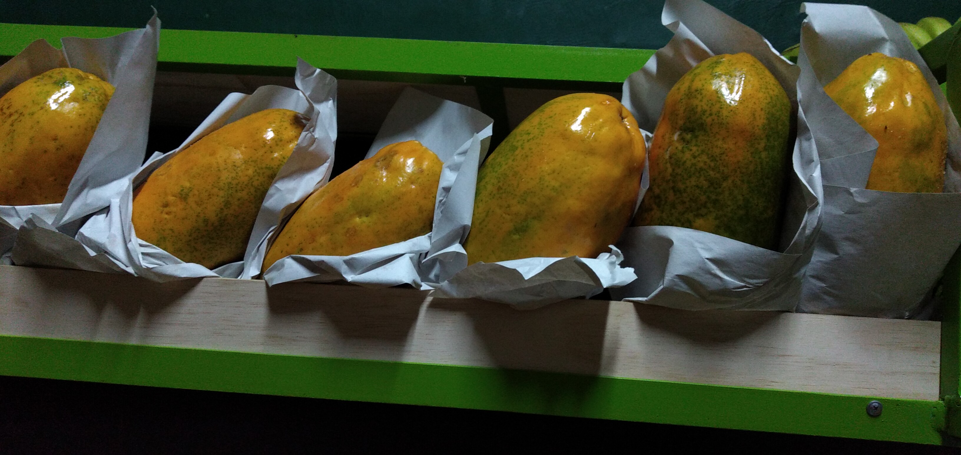 Papaya maradol