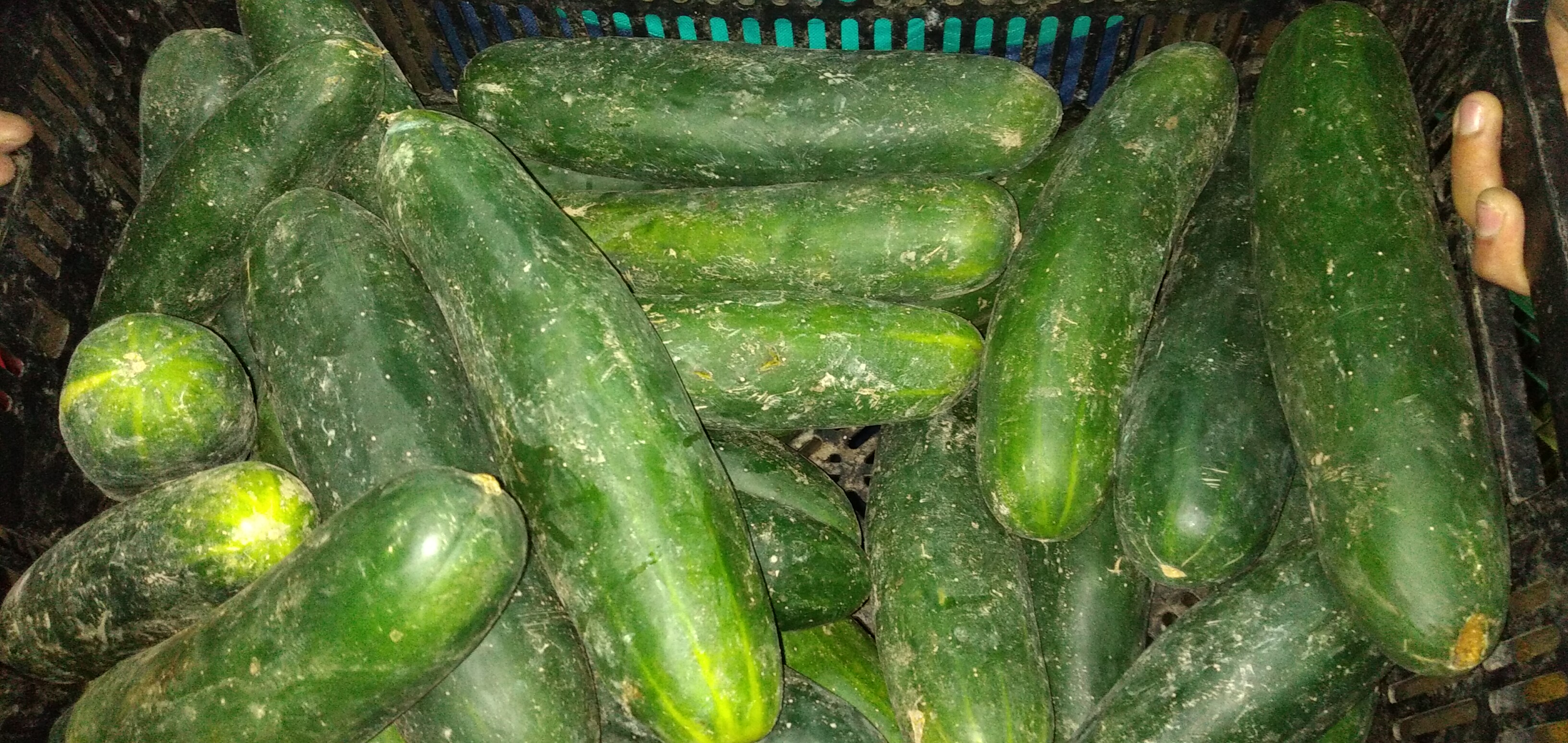 Pepino corriente