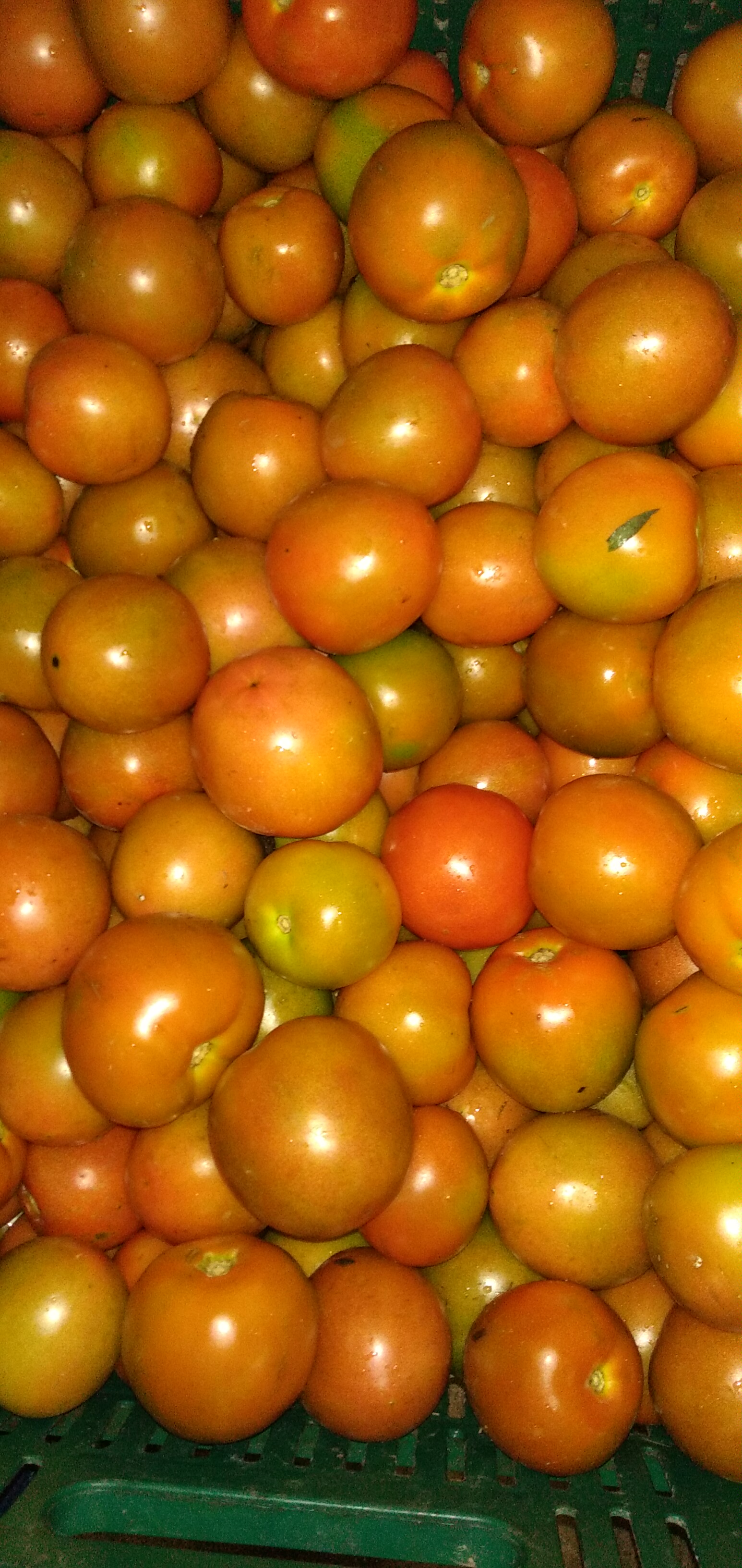 Tomate de aliño