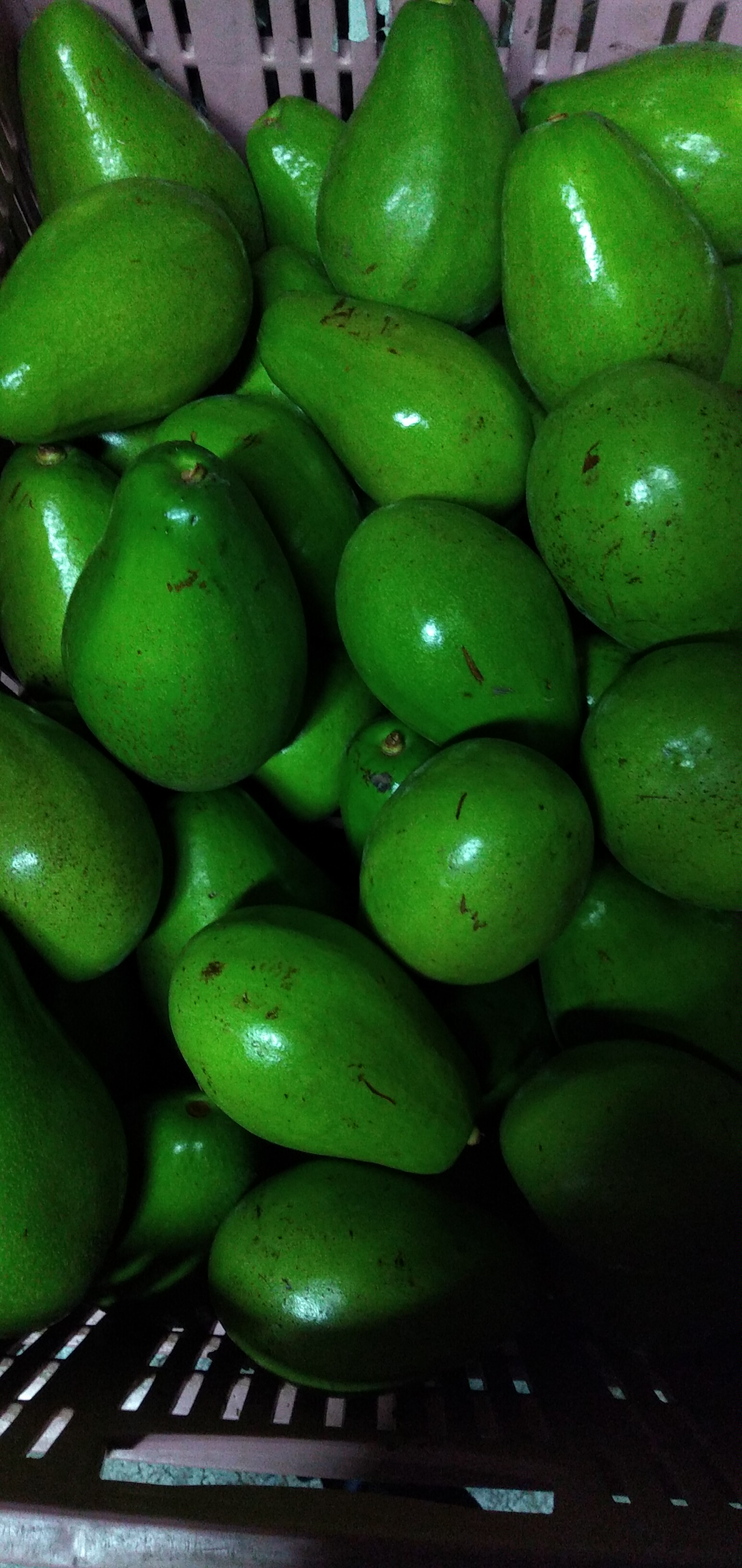 Aguacate papelillo