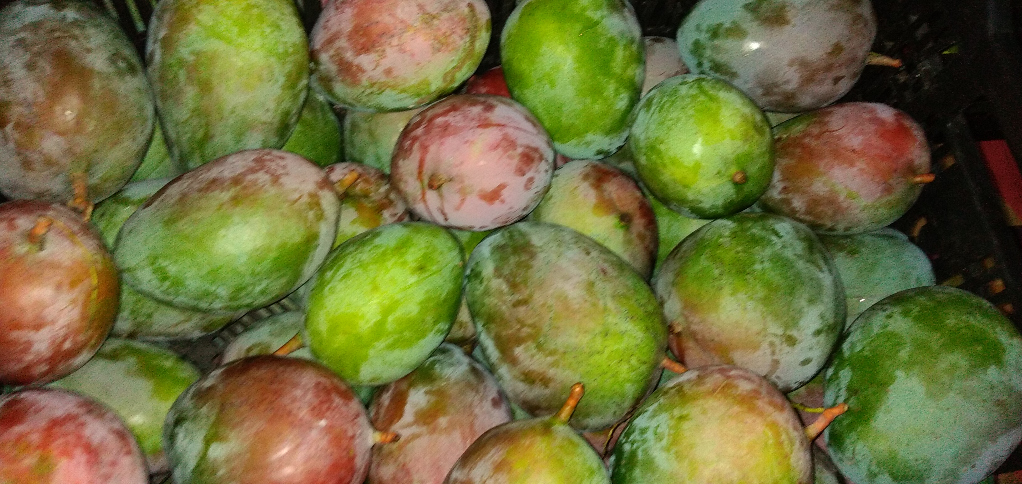 Mango farchi