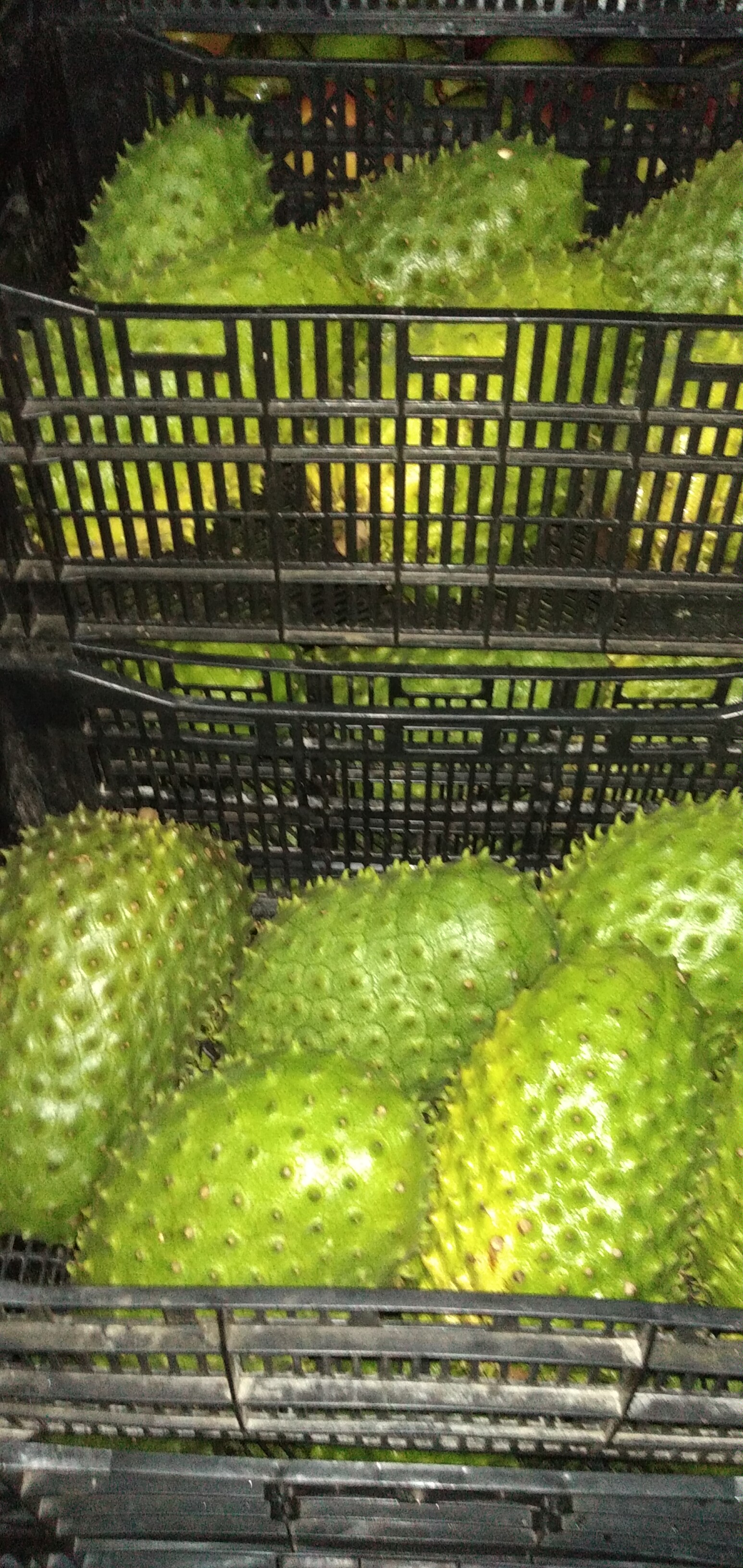 Guanabana