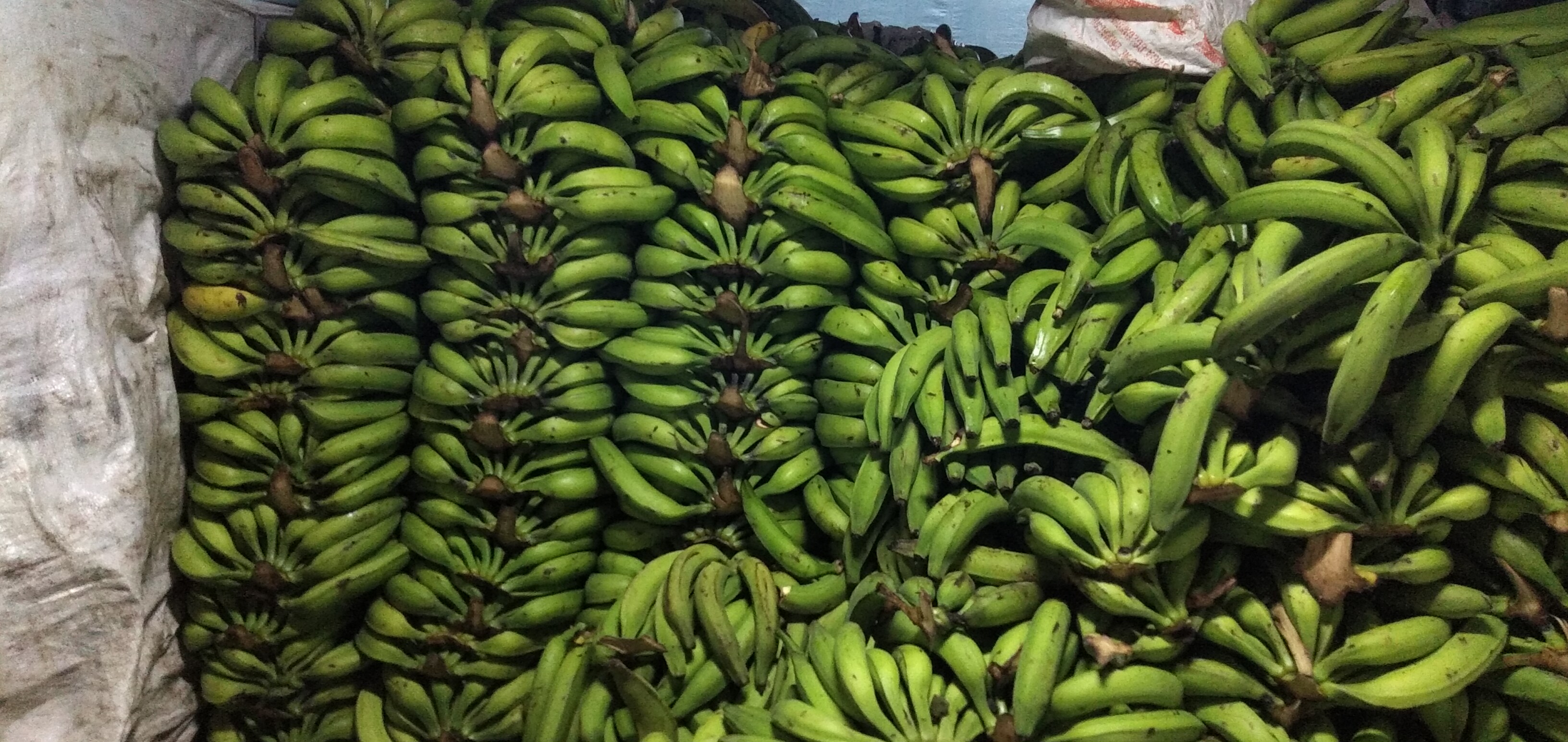 Plátano verde