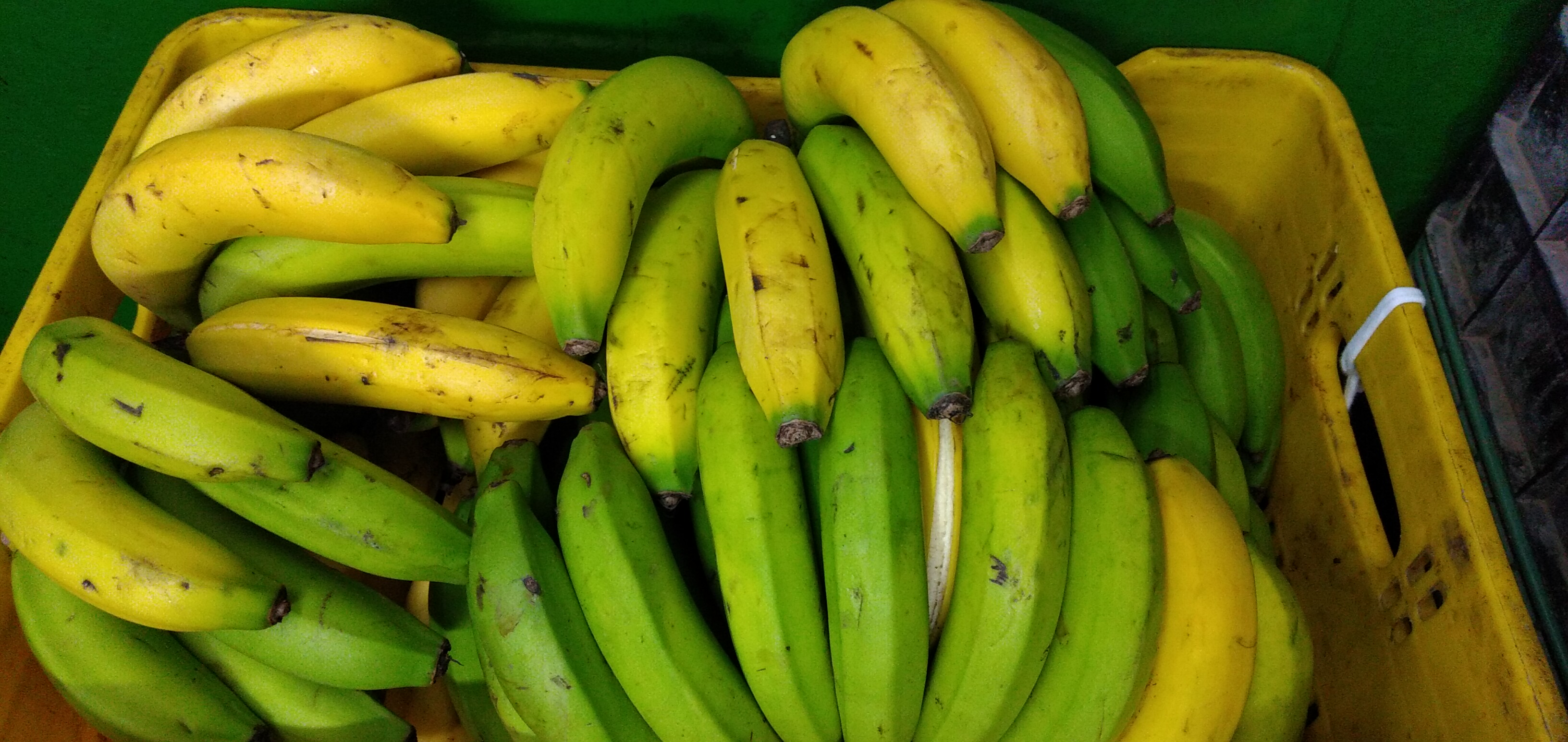 Banano criollo