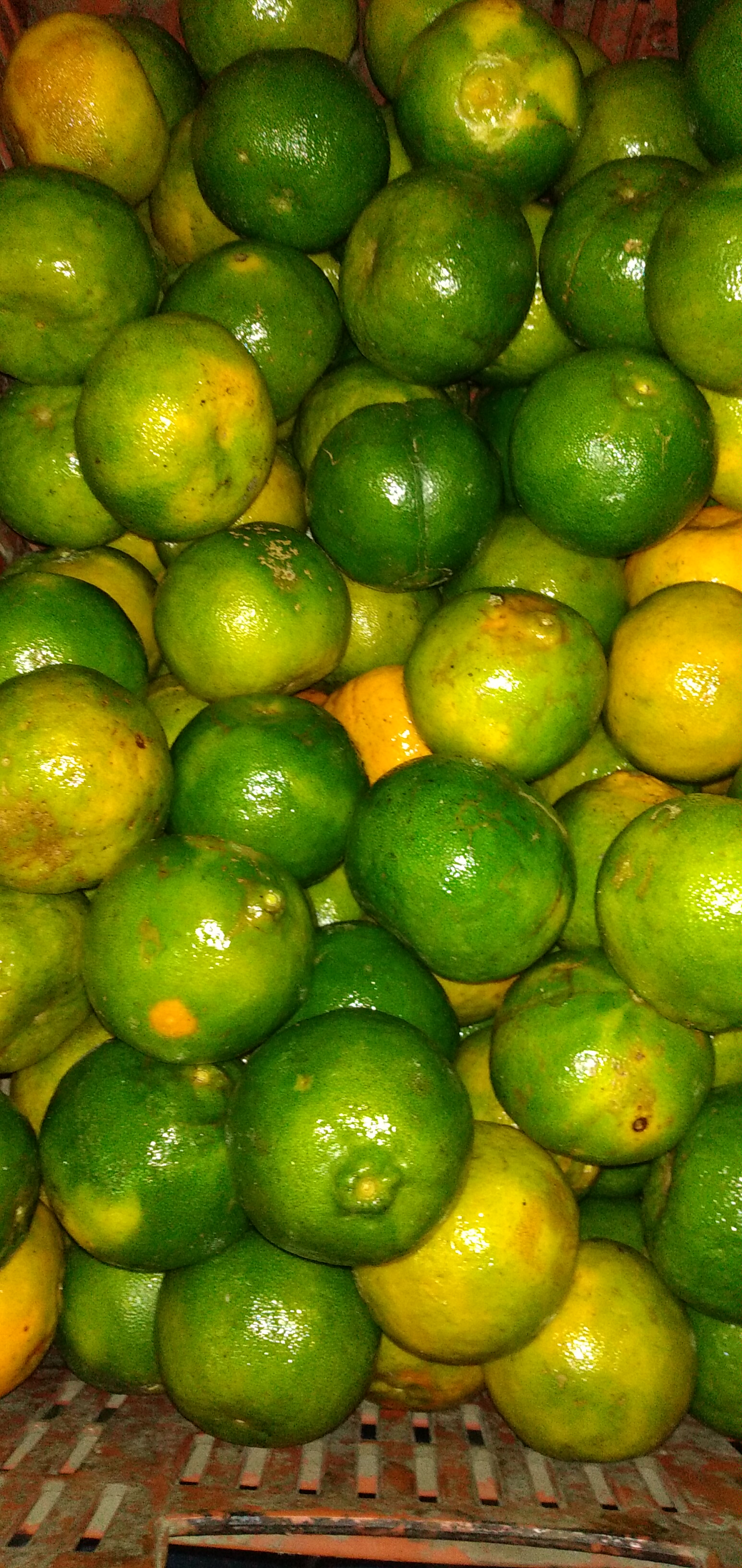 Mandarina primera