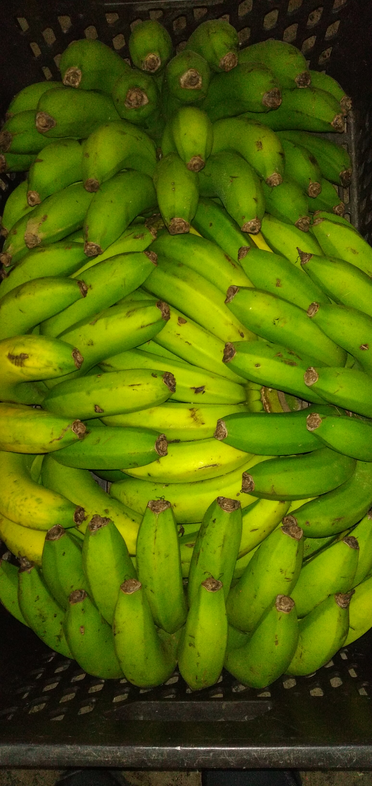 Banano criollo