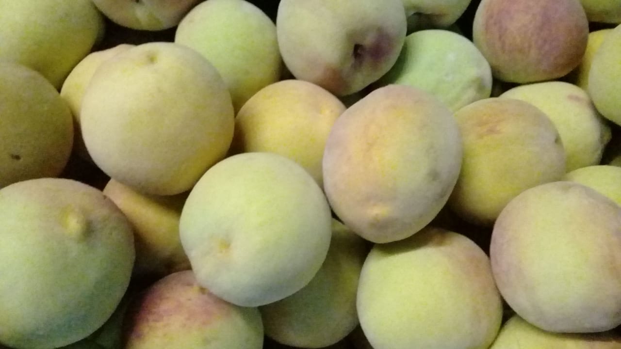 Durazno criollo
