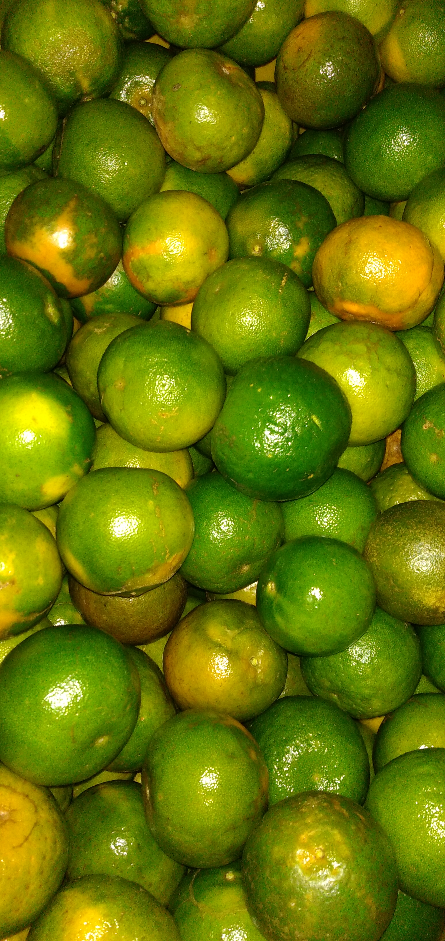 Mandarina segunda