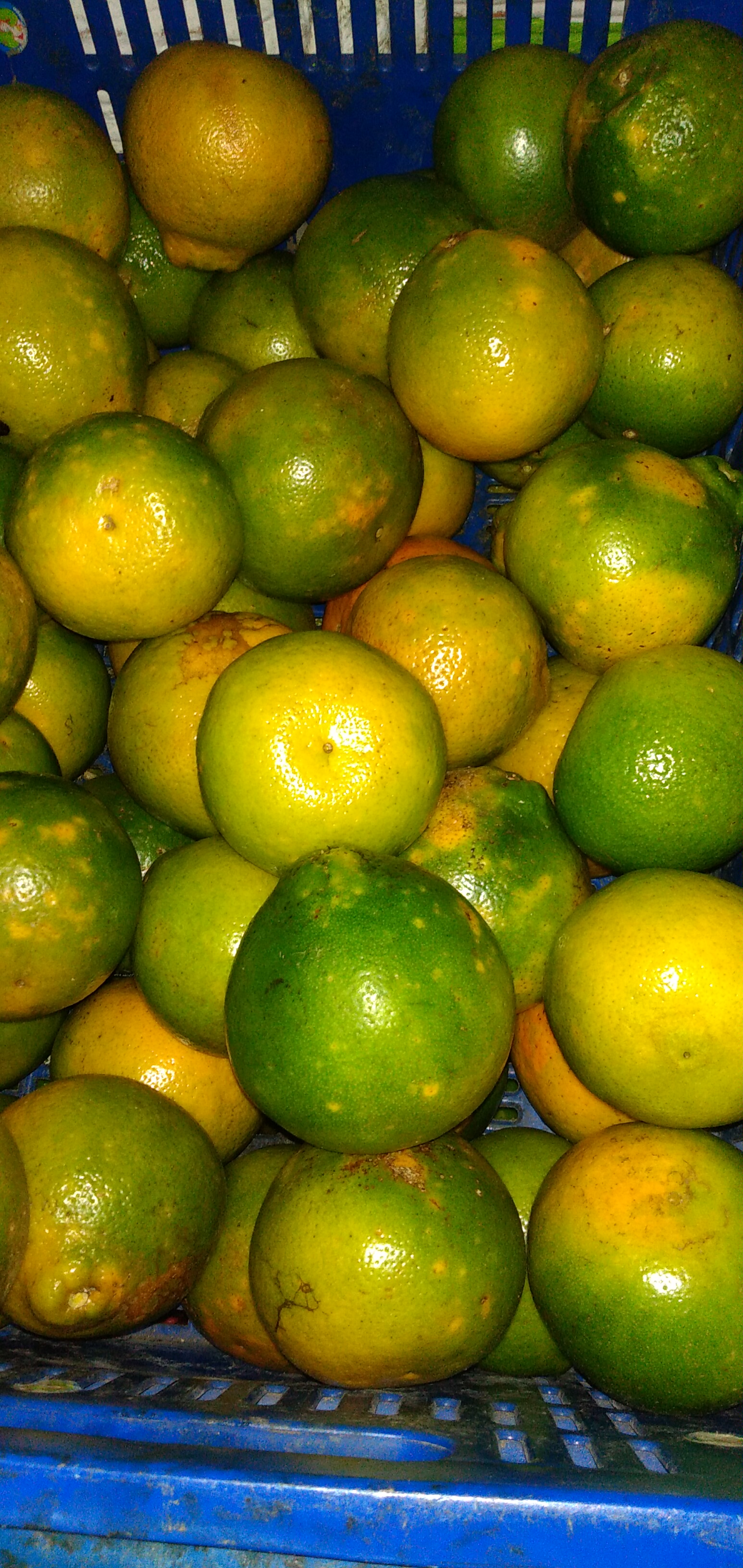 Naranja tangelo mineola