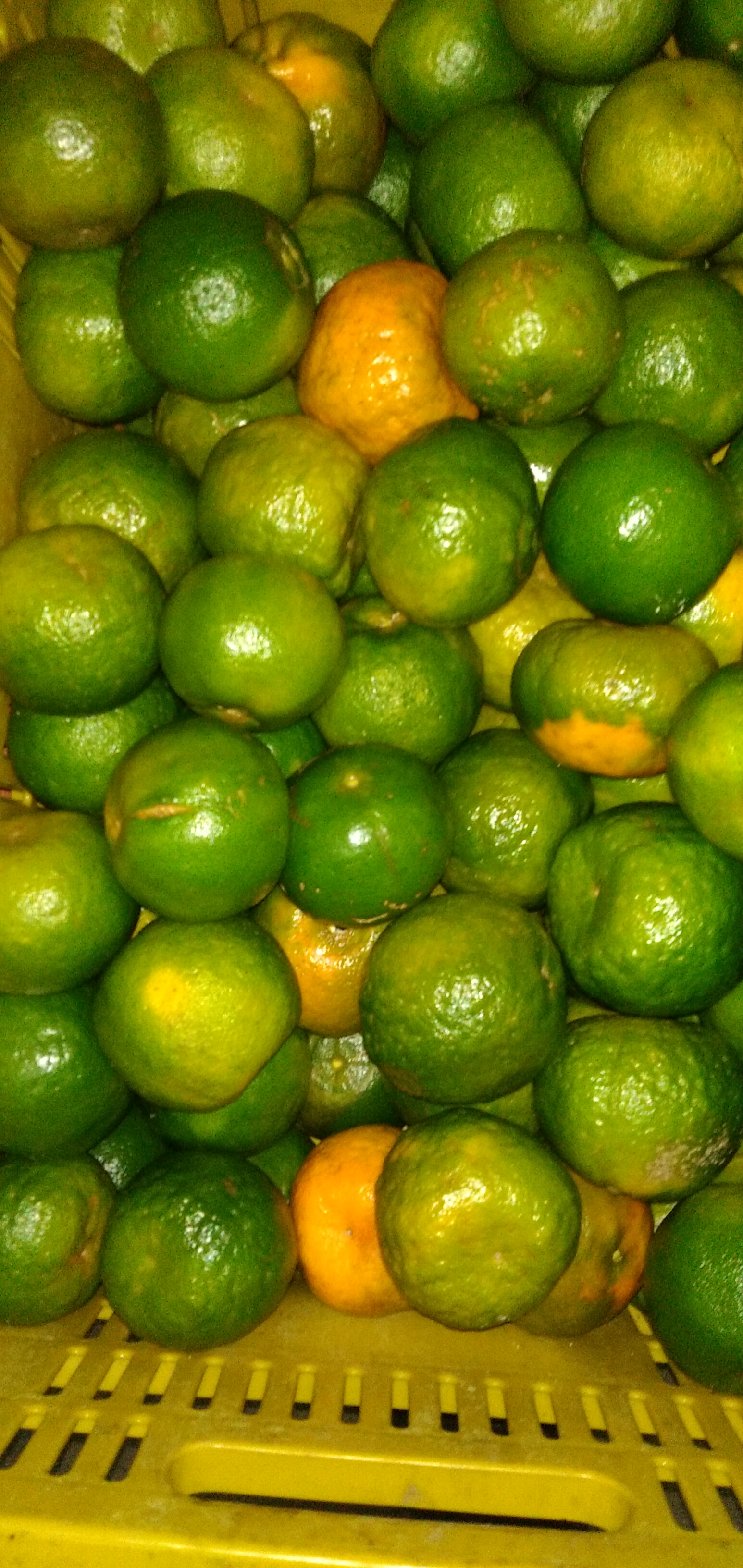 Mándarina primera