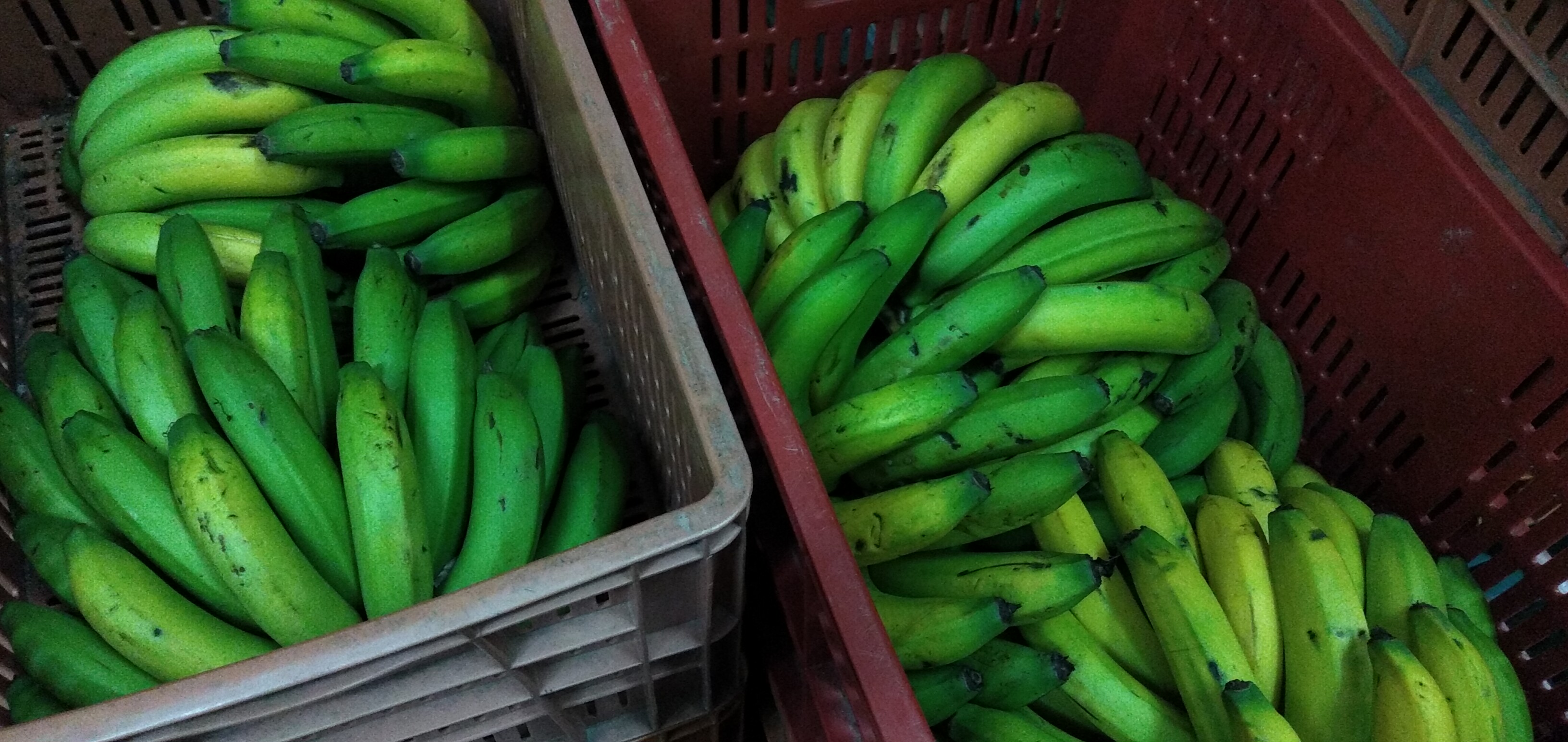 Banano criollo