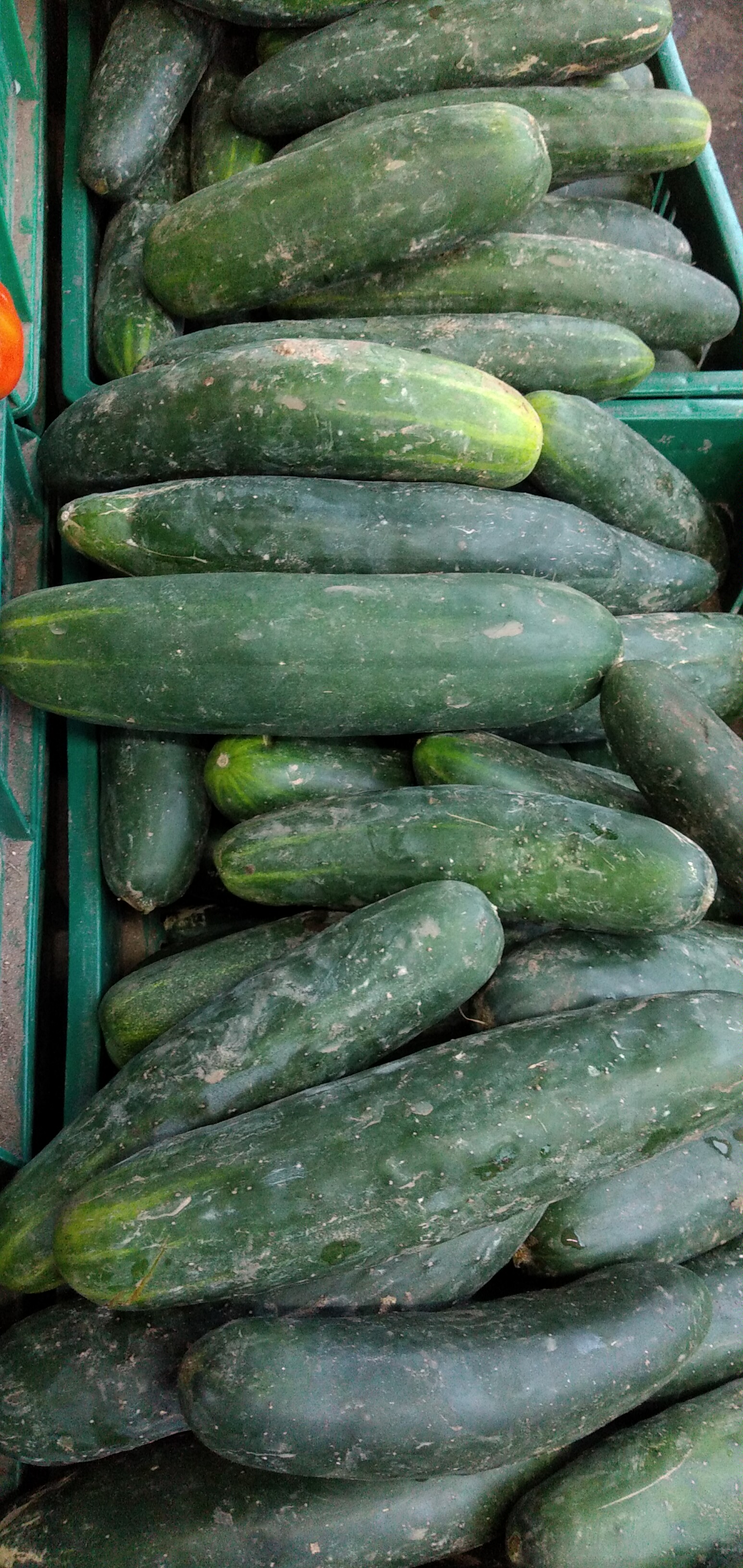 Pepino extra