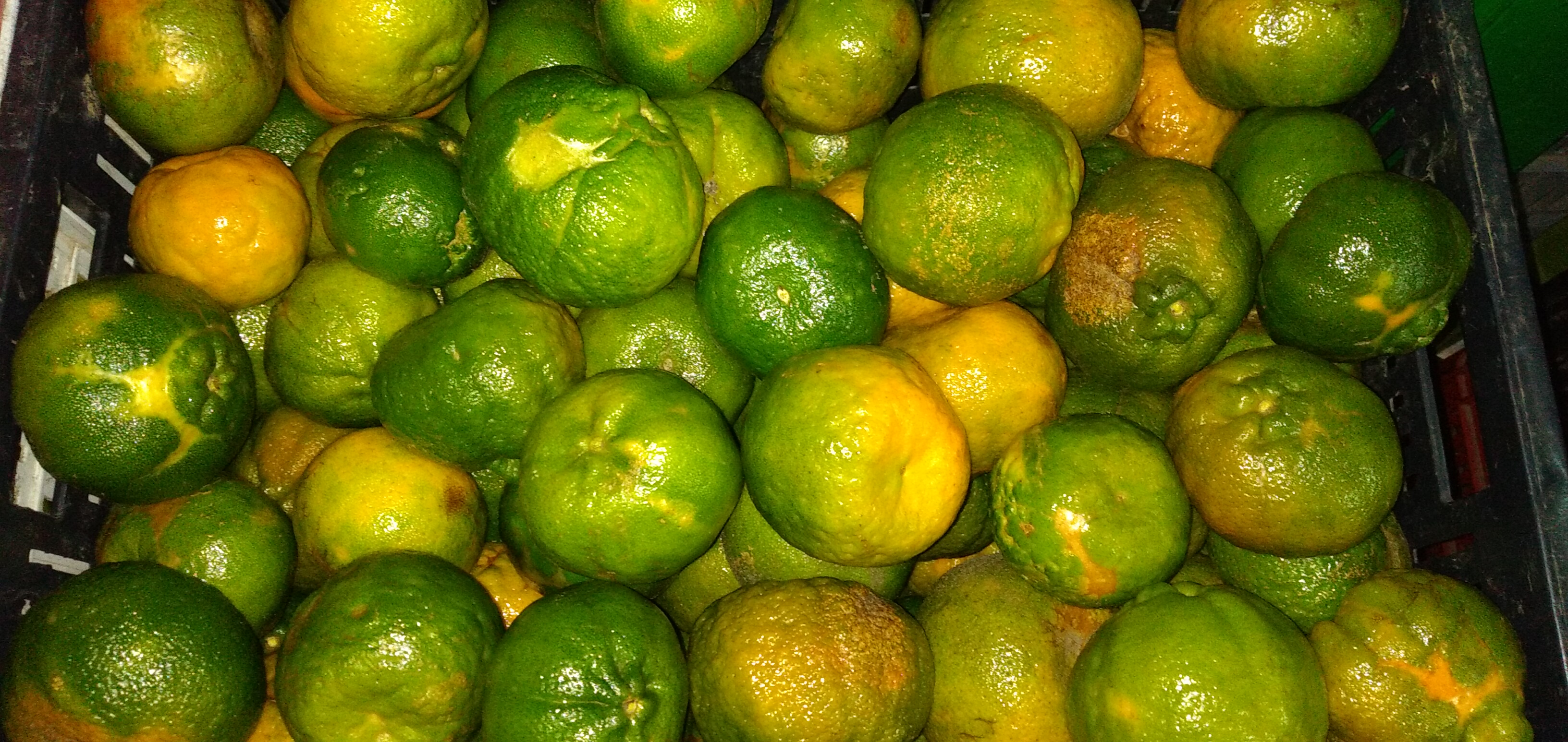 Mandarina primera