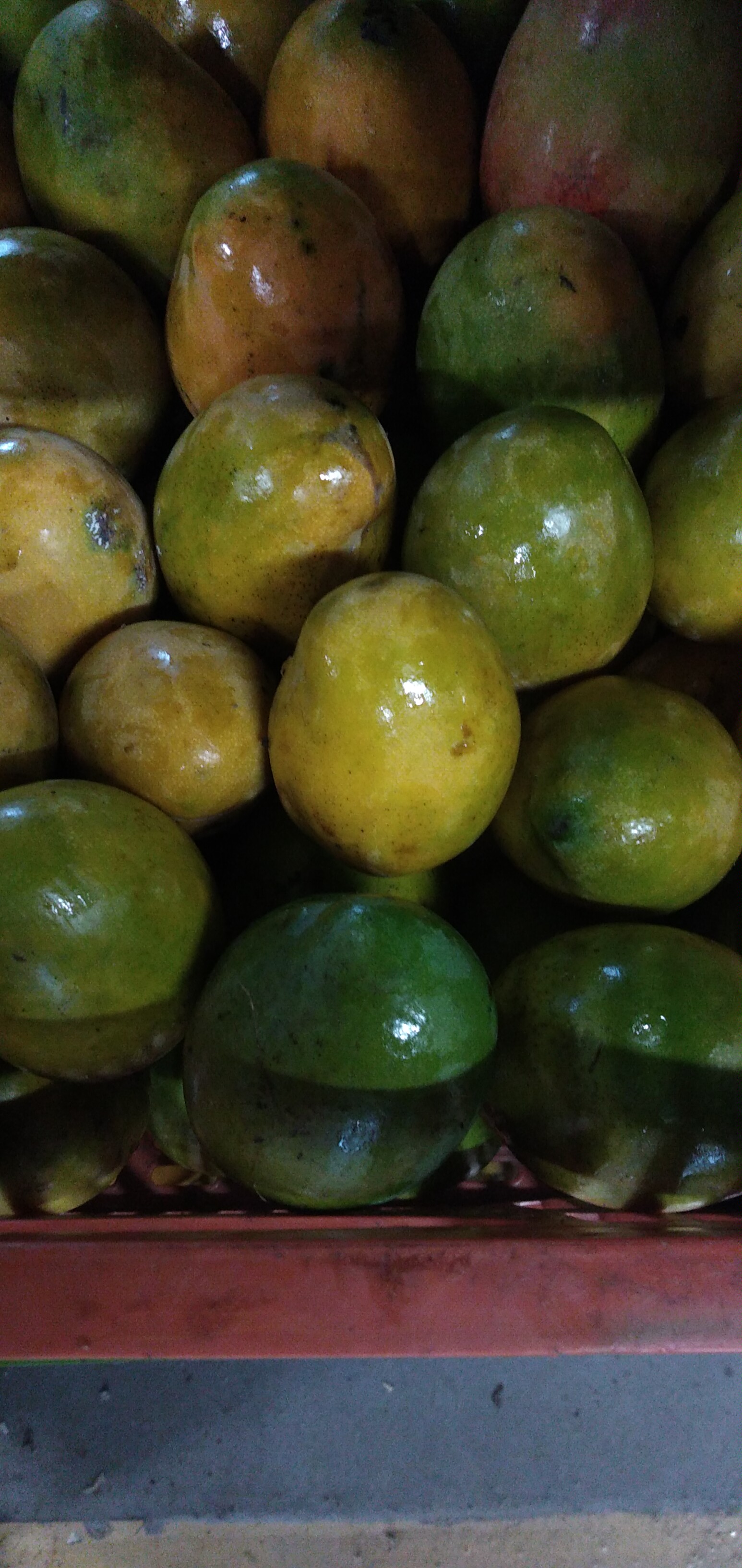 Mango criollo
