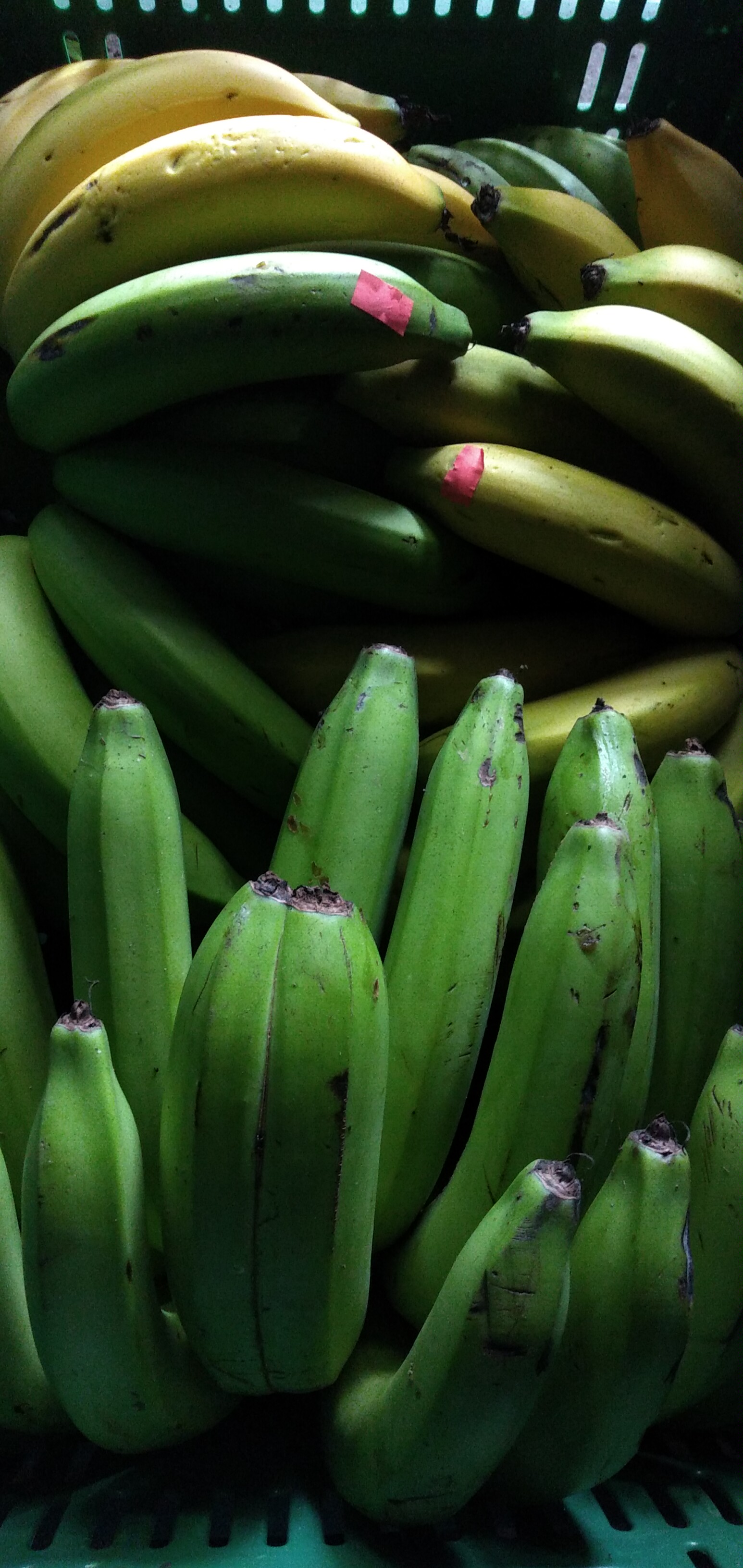 Banano criollo
