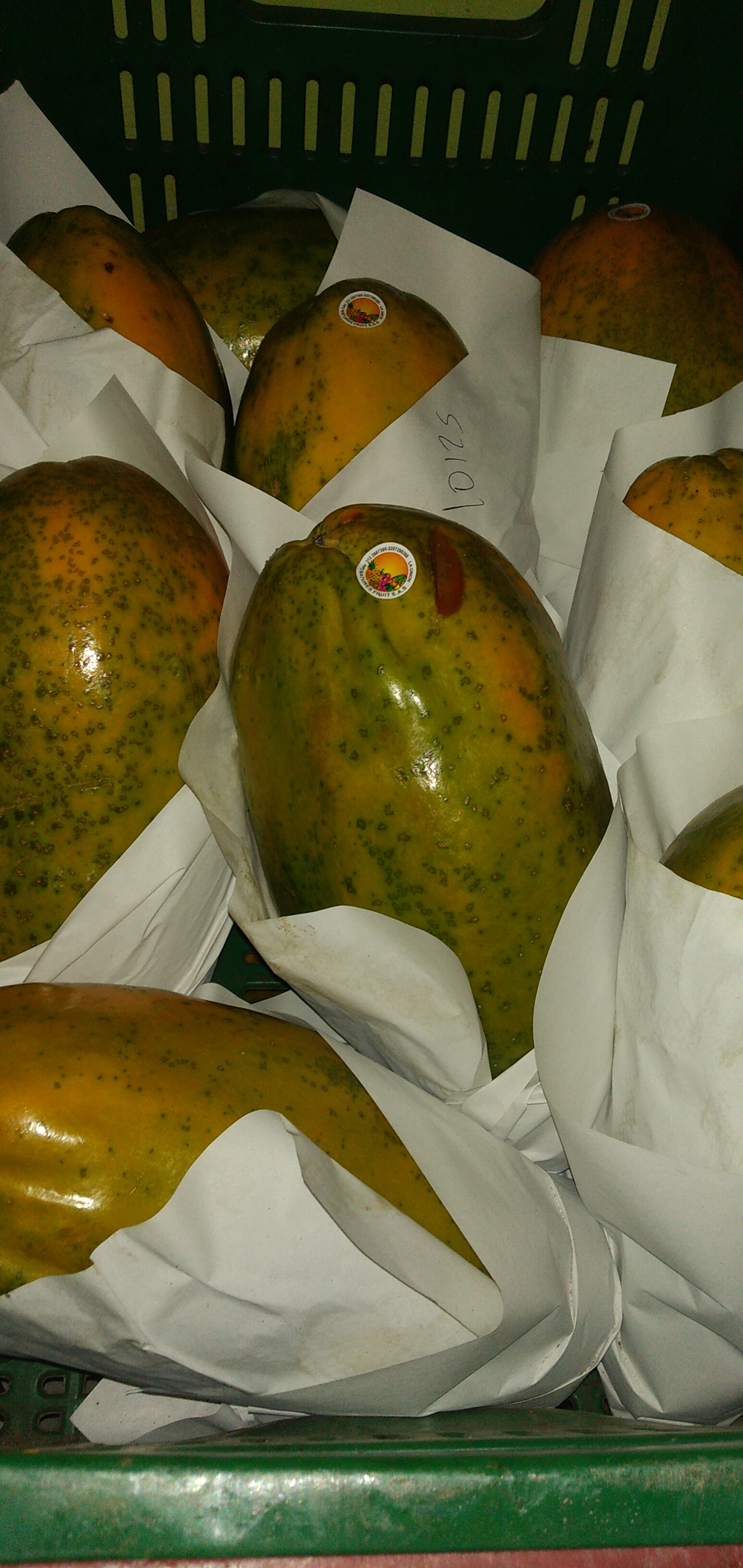 Papaya maradol