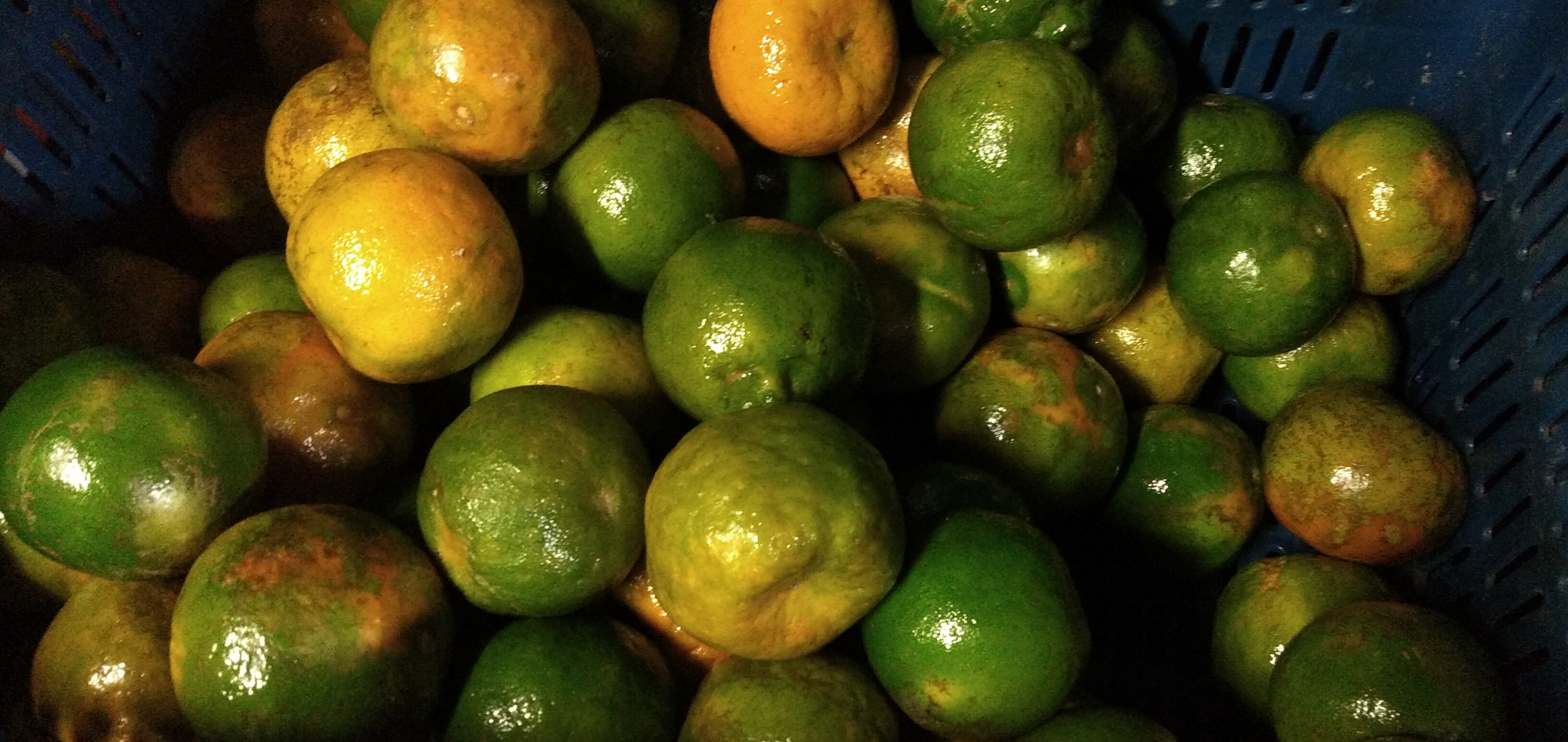 Mandarina primera