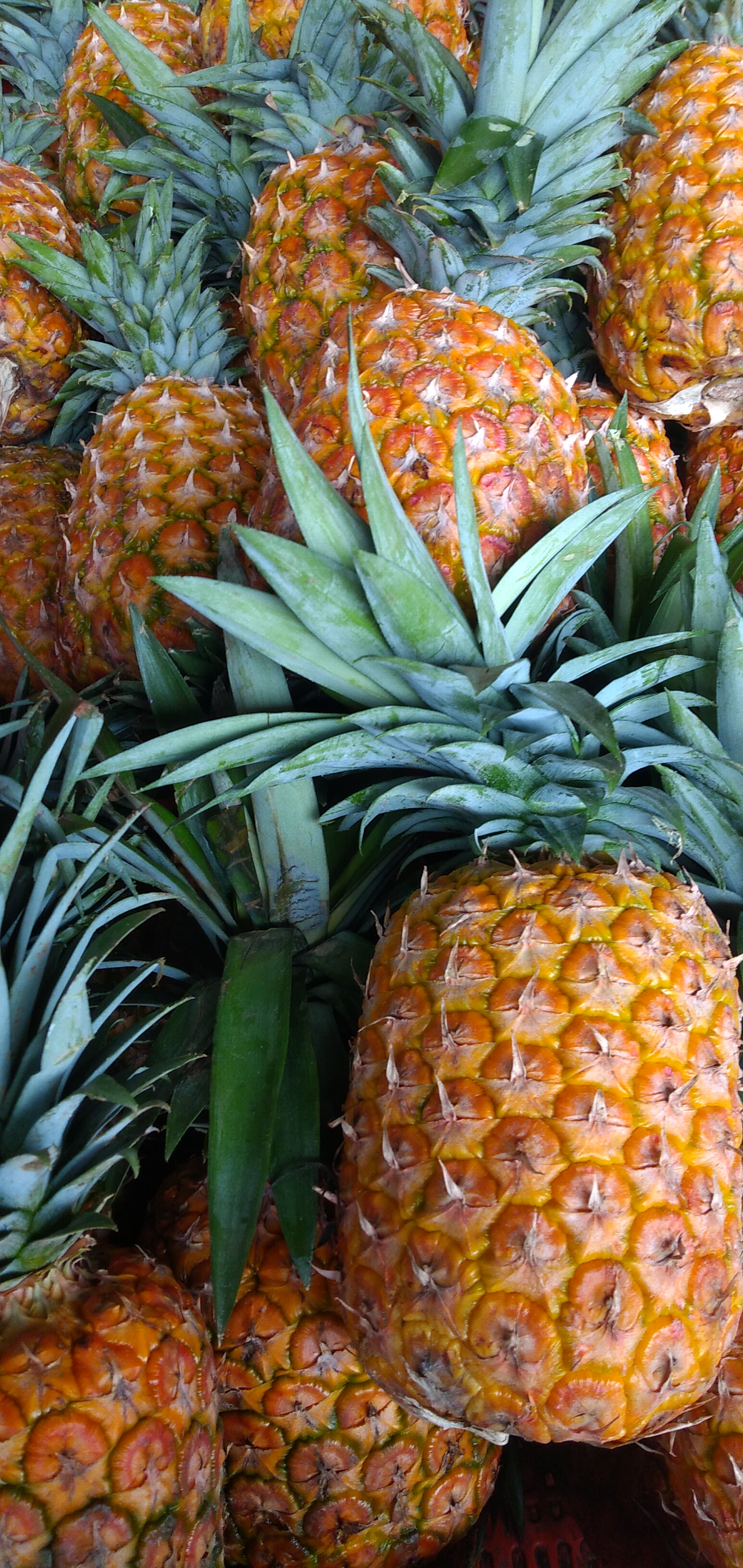 Piña oromiel