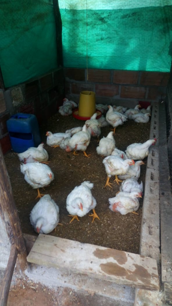 Pollo engorde  de 5.5 lbs