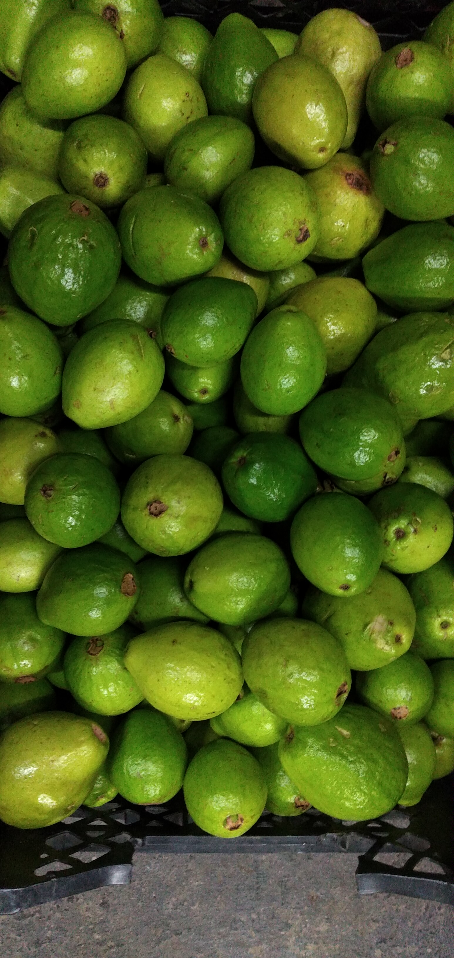 Guayaba pera primera