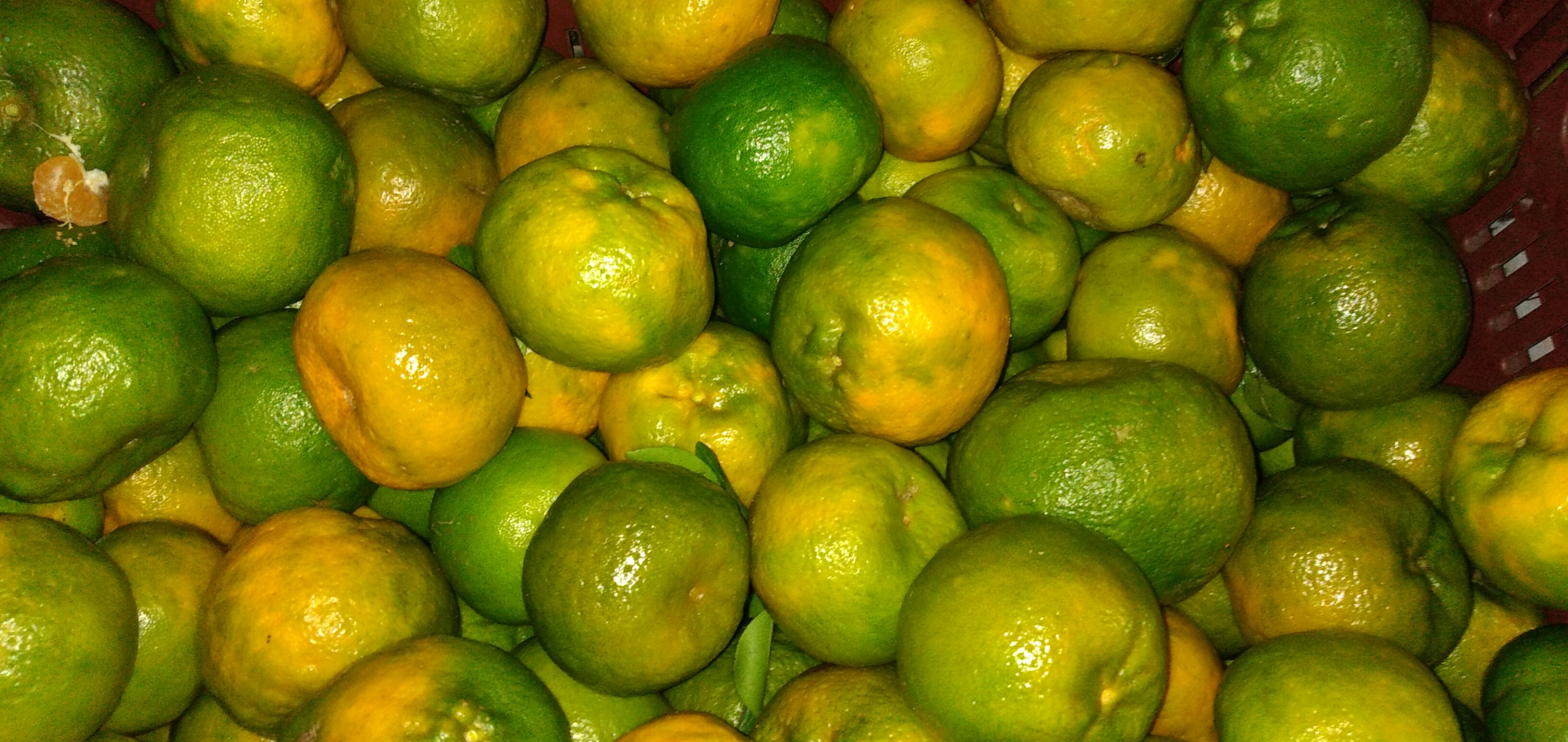 Mandarina
