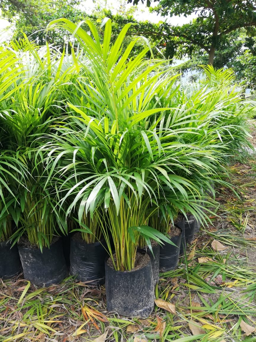 Palmas
