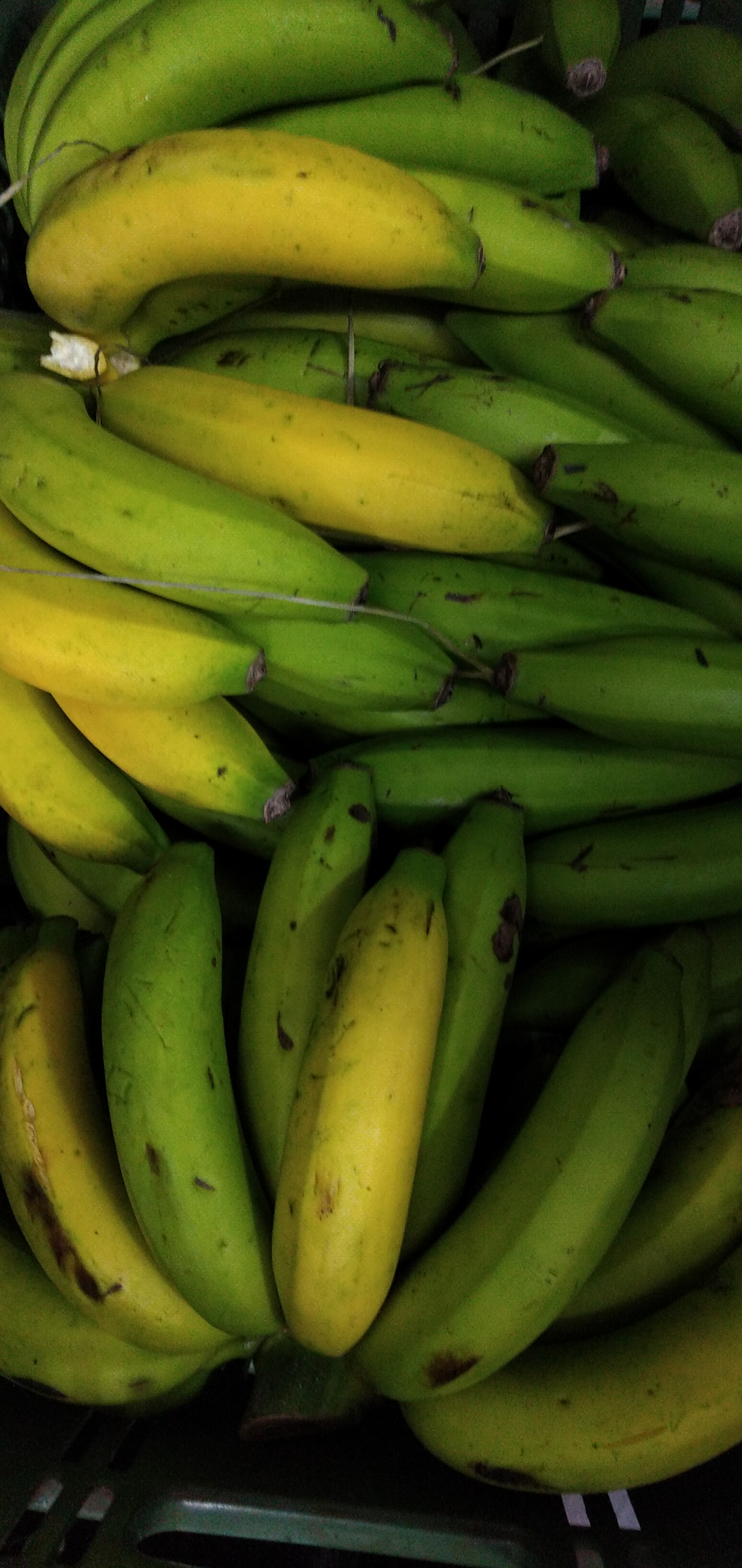 Banano criollo