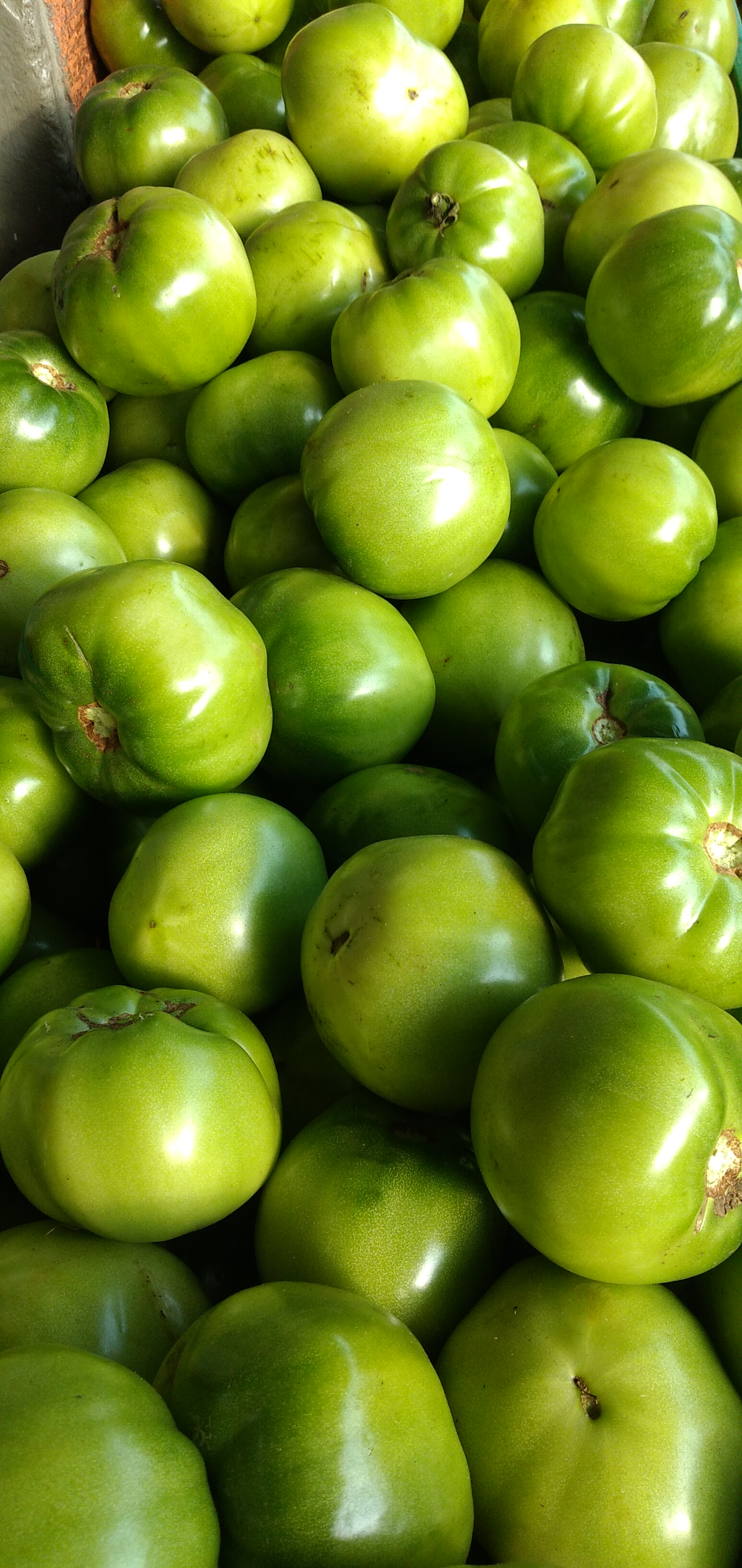 Tomate riñón