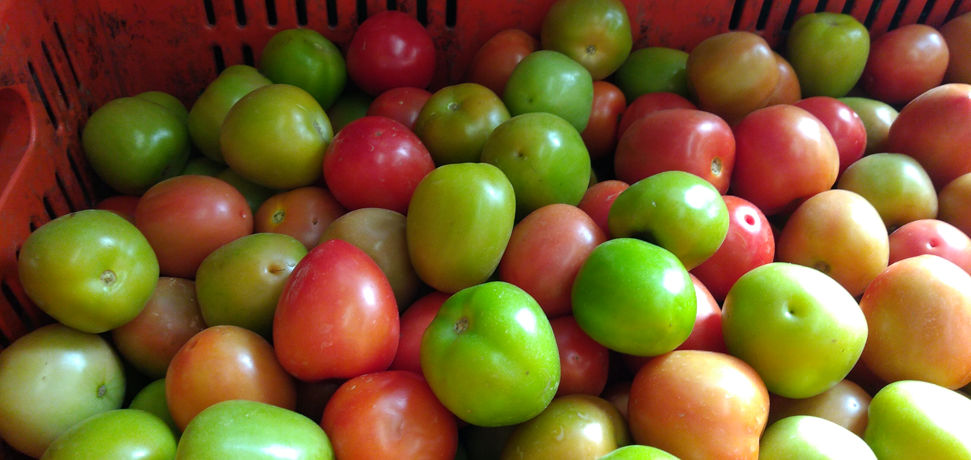 Tomate de aliño