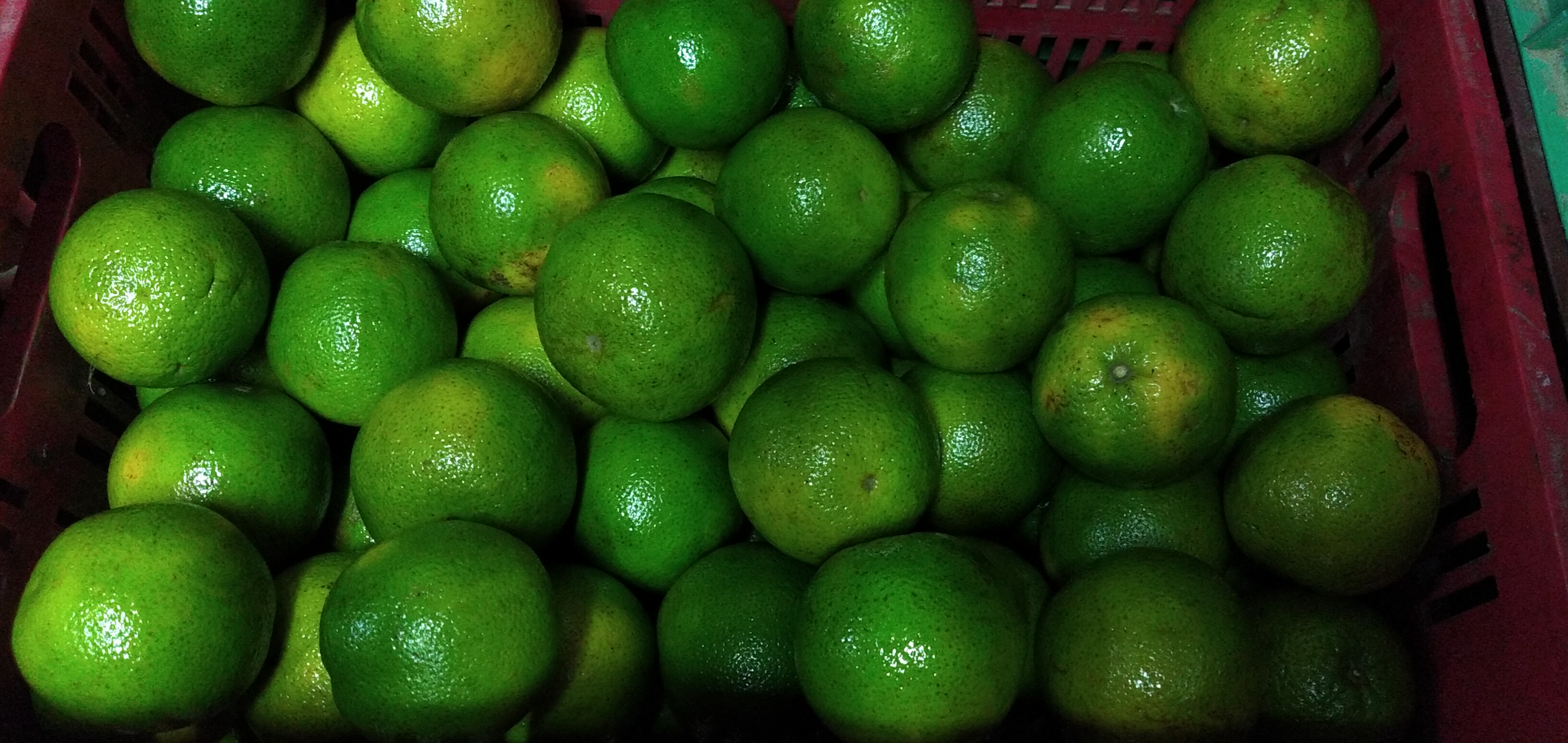 Naranja Valencia primera
