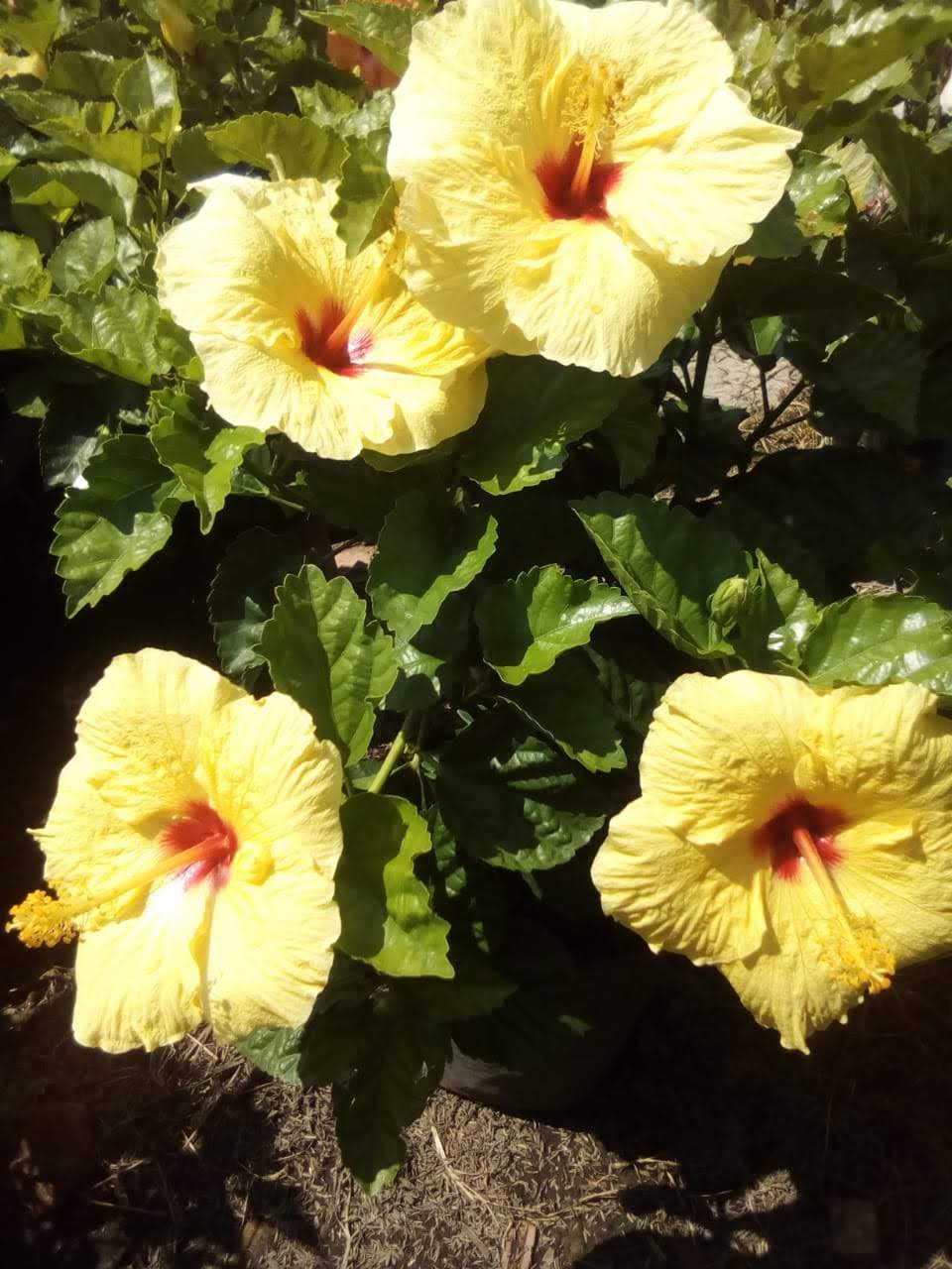 Flores san juanquines