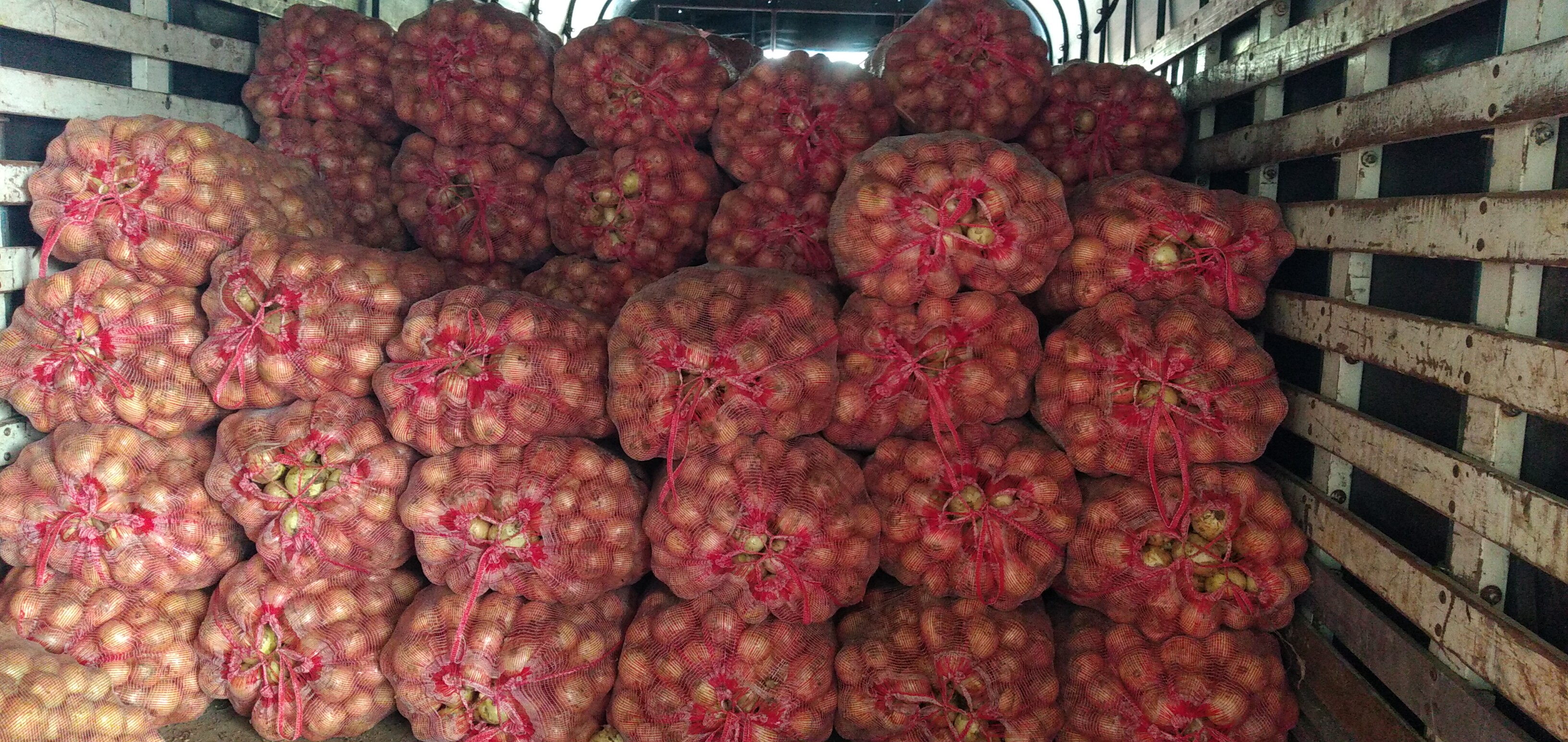 Bulto de cebolla blanca x 48 kg