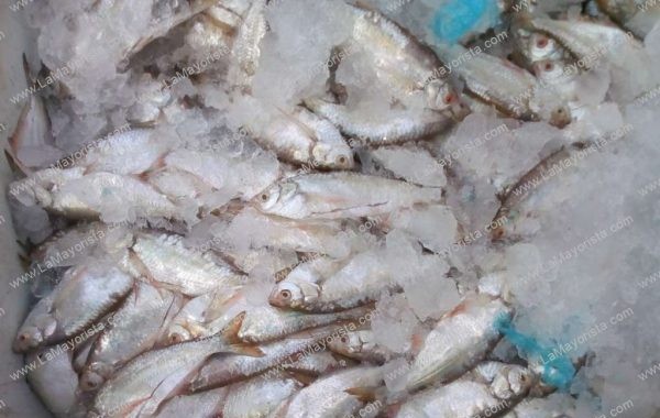 Sardinas