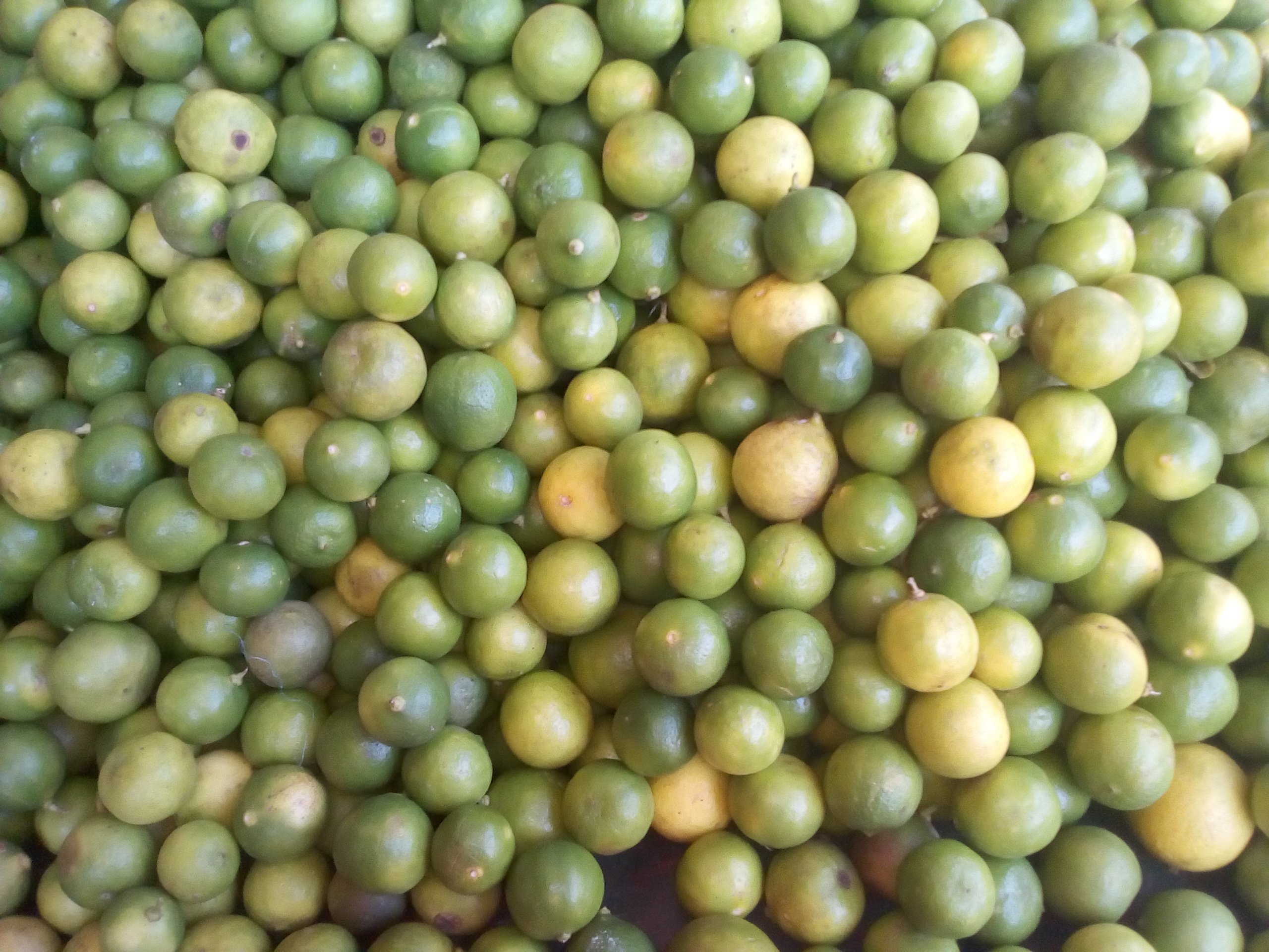 Limón